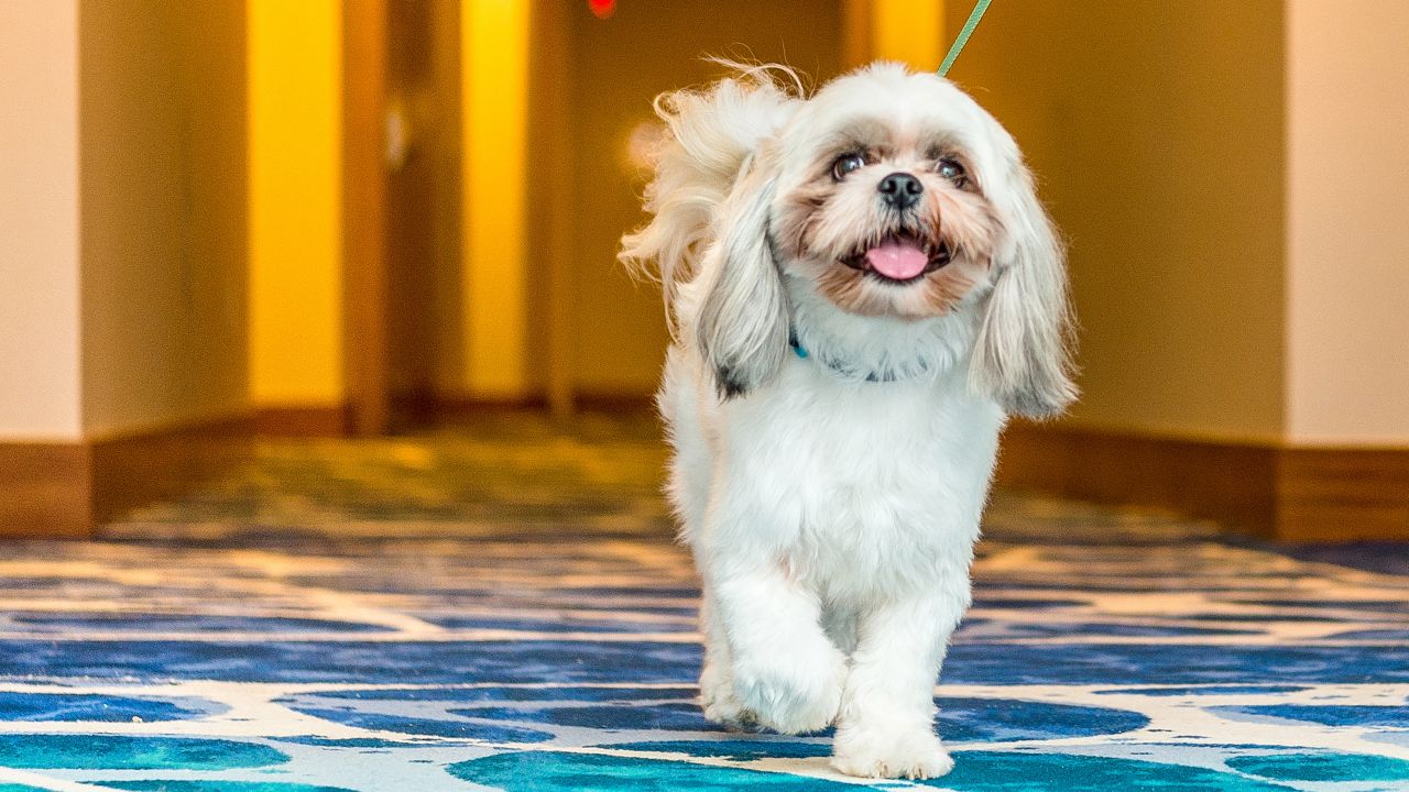 Grand Hyatt Pet-friendly