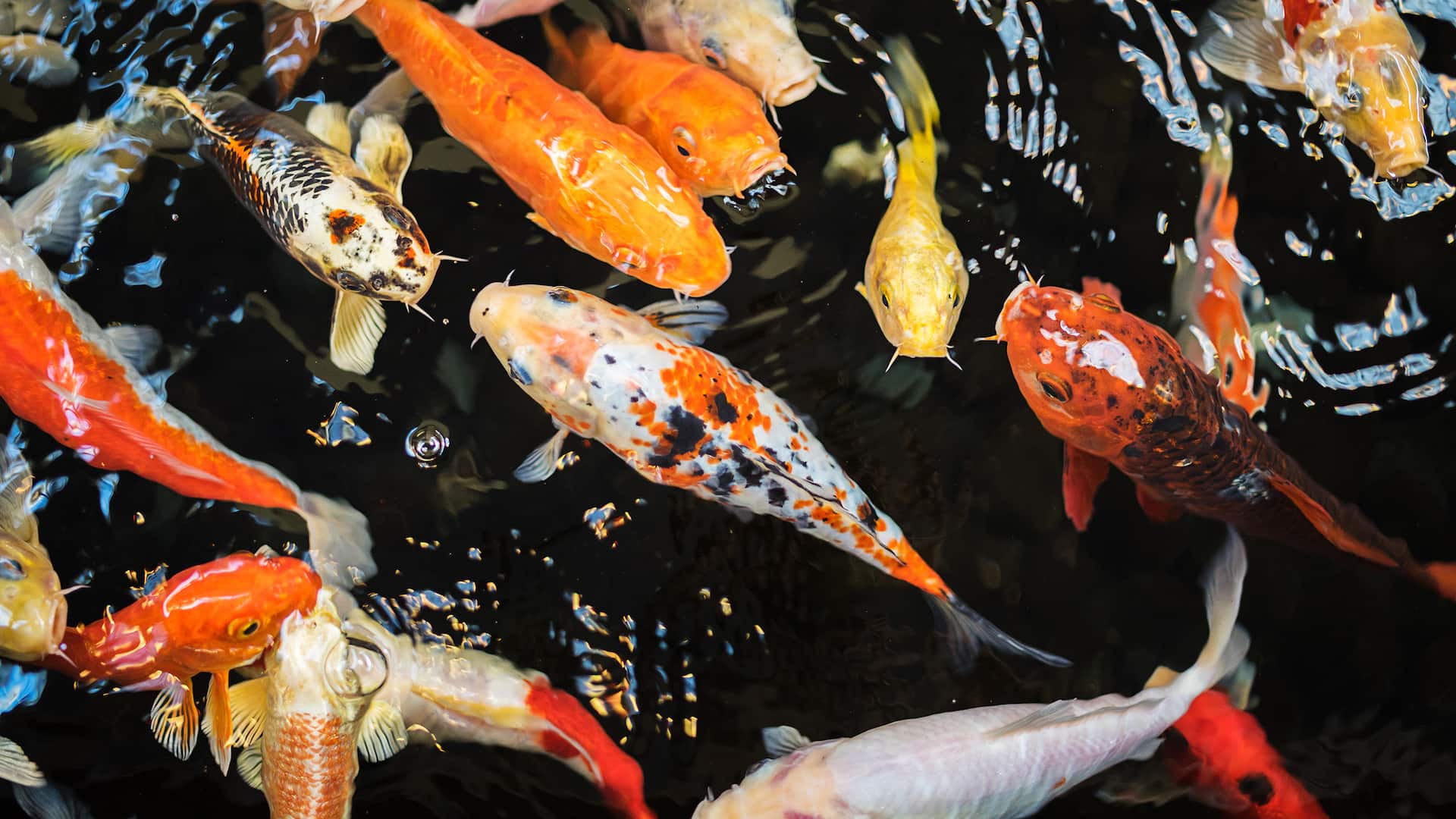 Hyatt Regency Princeton Koi Pond