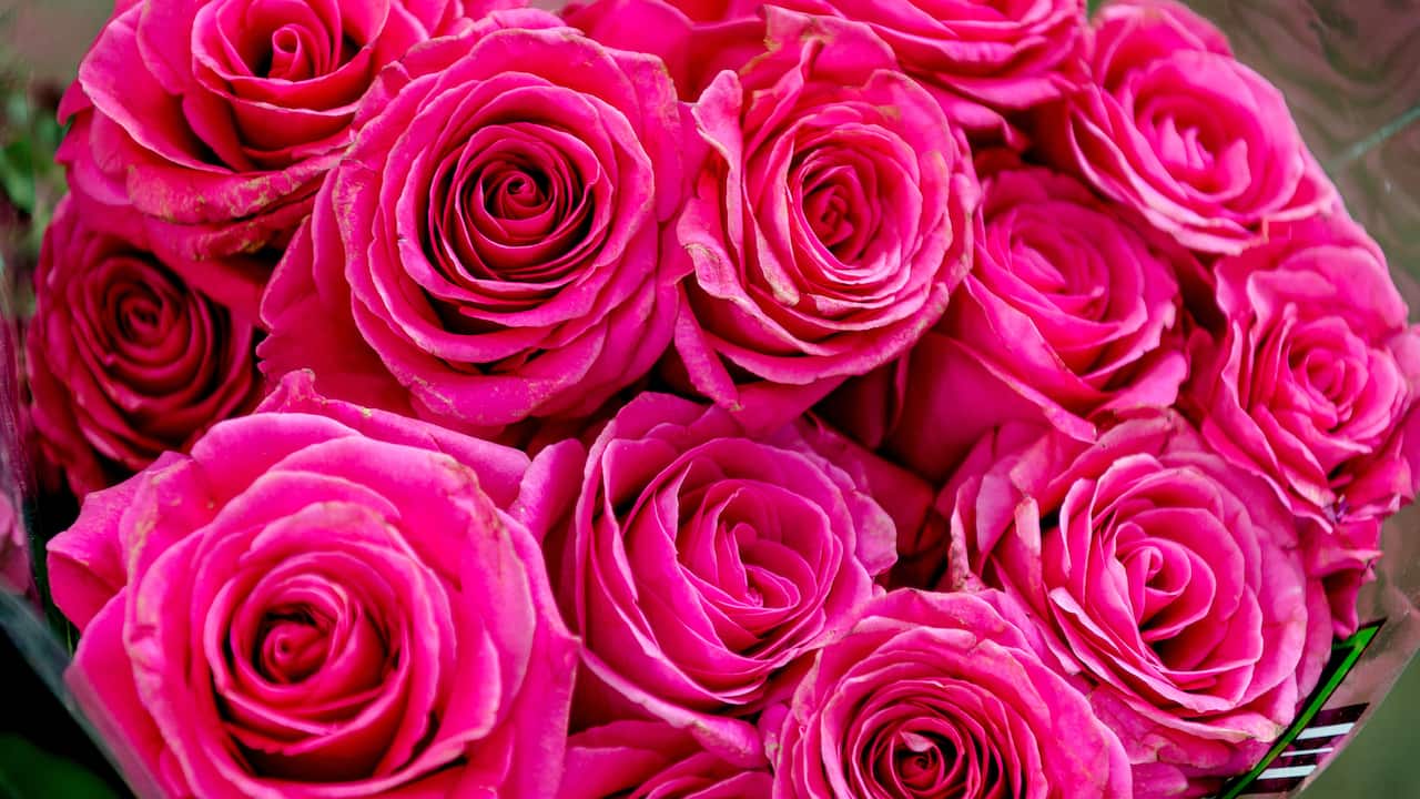Pink Roses
