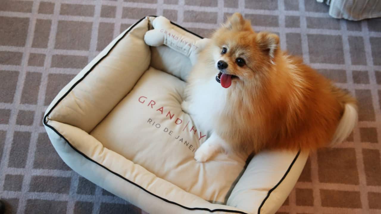 Grand Hyatt Pet-friendly