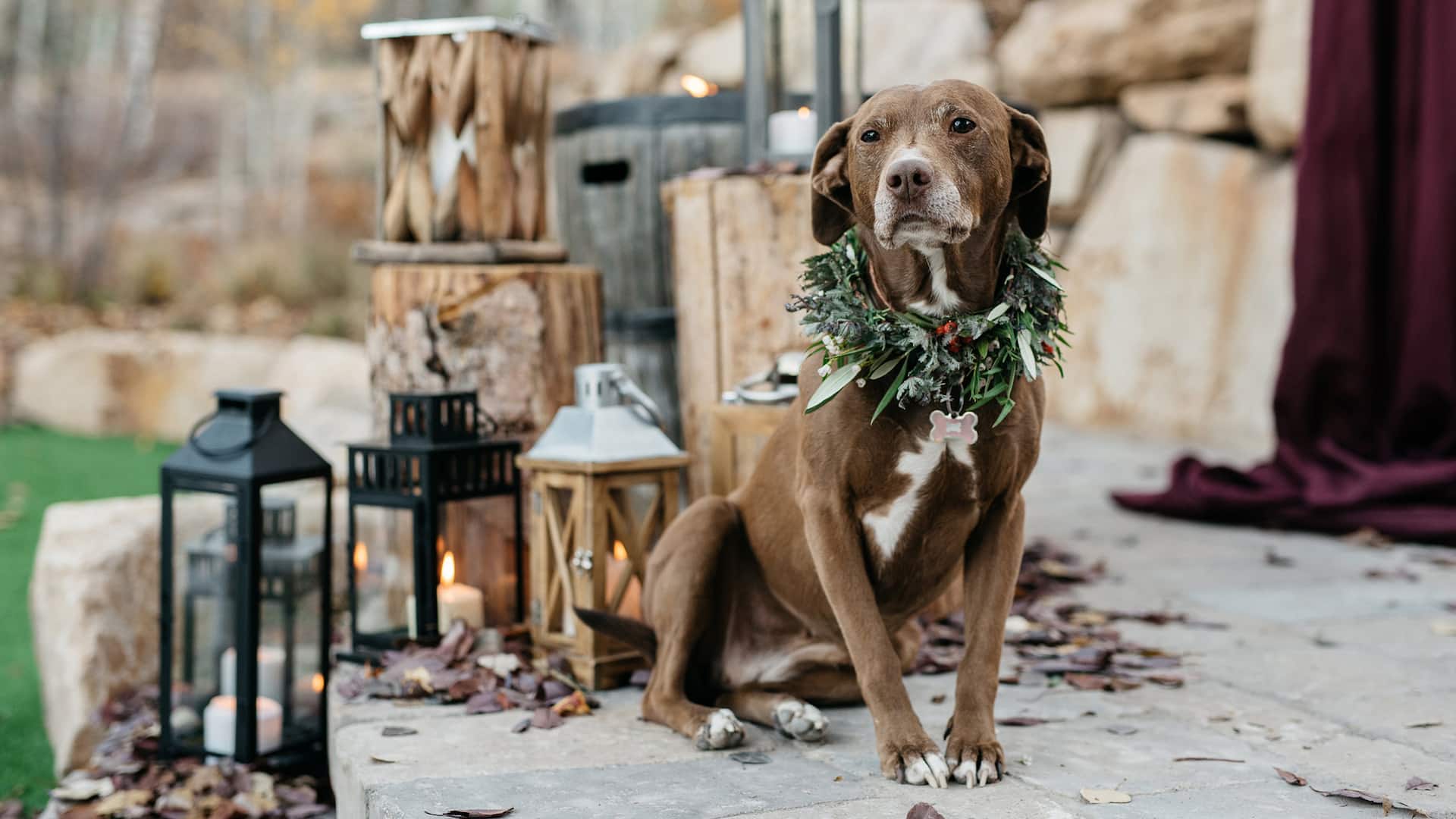 1 of 1 Hyatt Centric Park City Wedding Dog