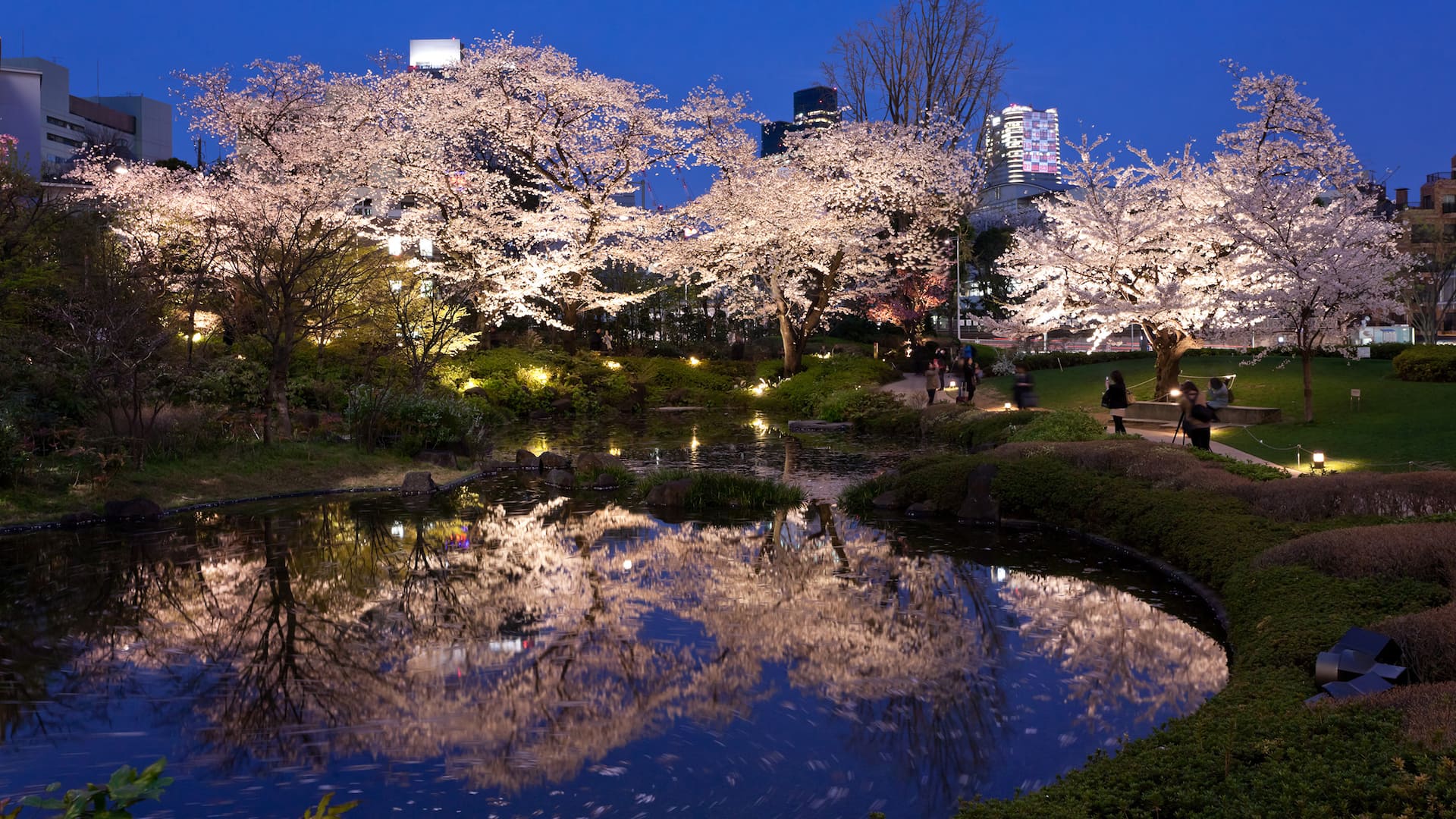 Grand Hyatt Tokyo Mohri Garden Cherry Blossoms