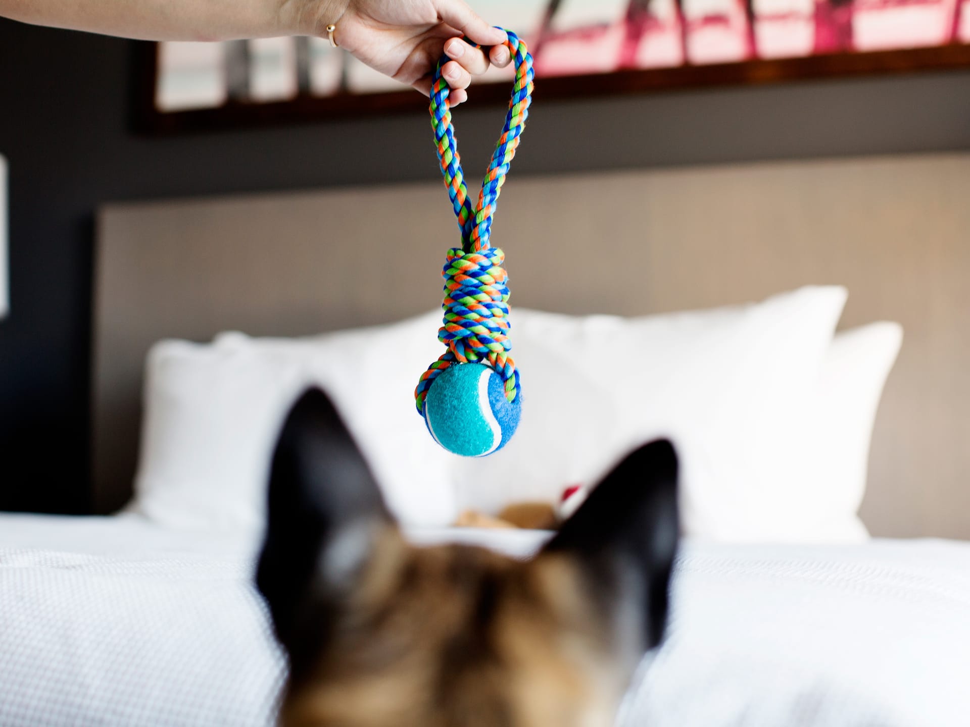 Hyatt House HH_P202 Dog Ball
