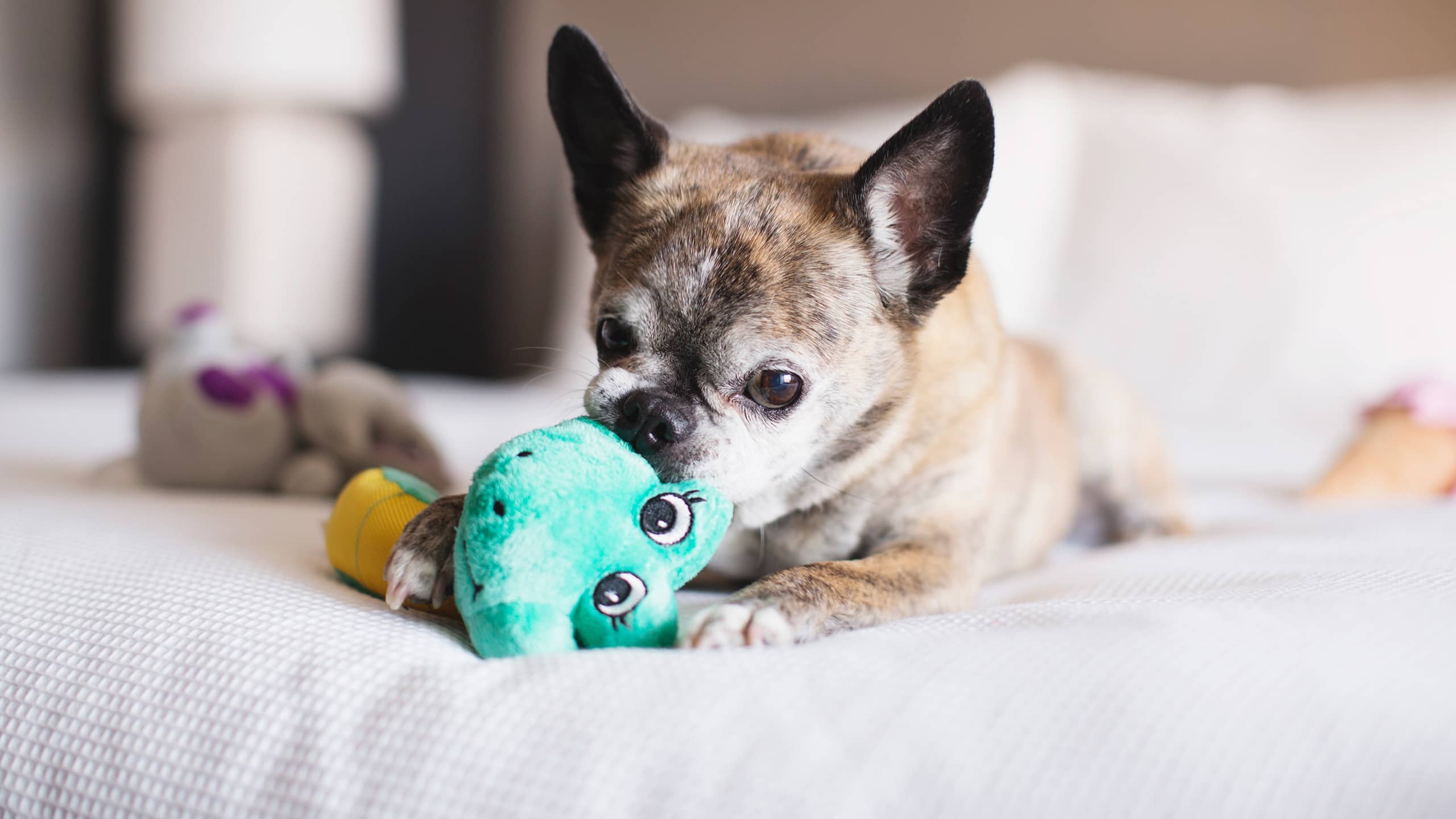 Hyatt House HH_P203 Dog Chewing