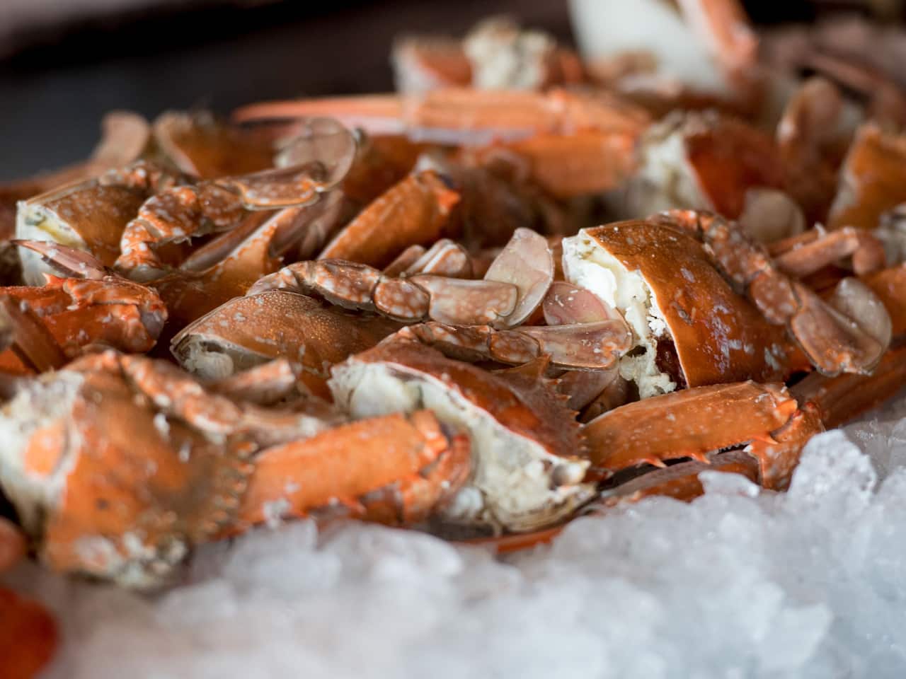 Sailmaker Seafood Crab