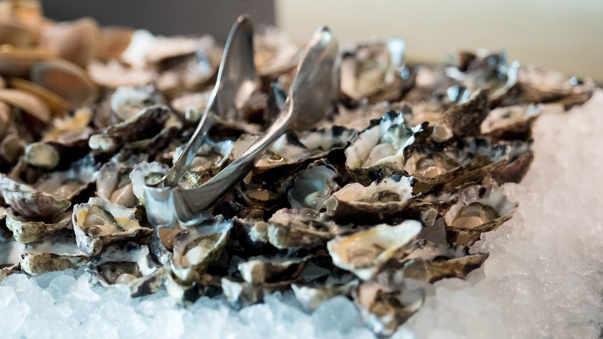 Hyatt Regency Sydney Sailmaker Seafood Oysters