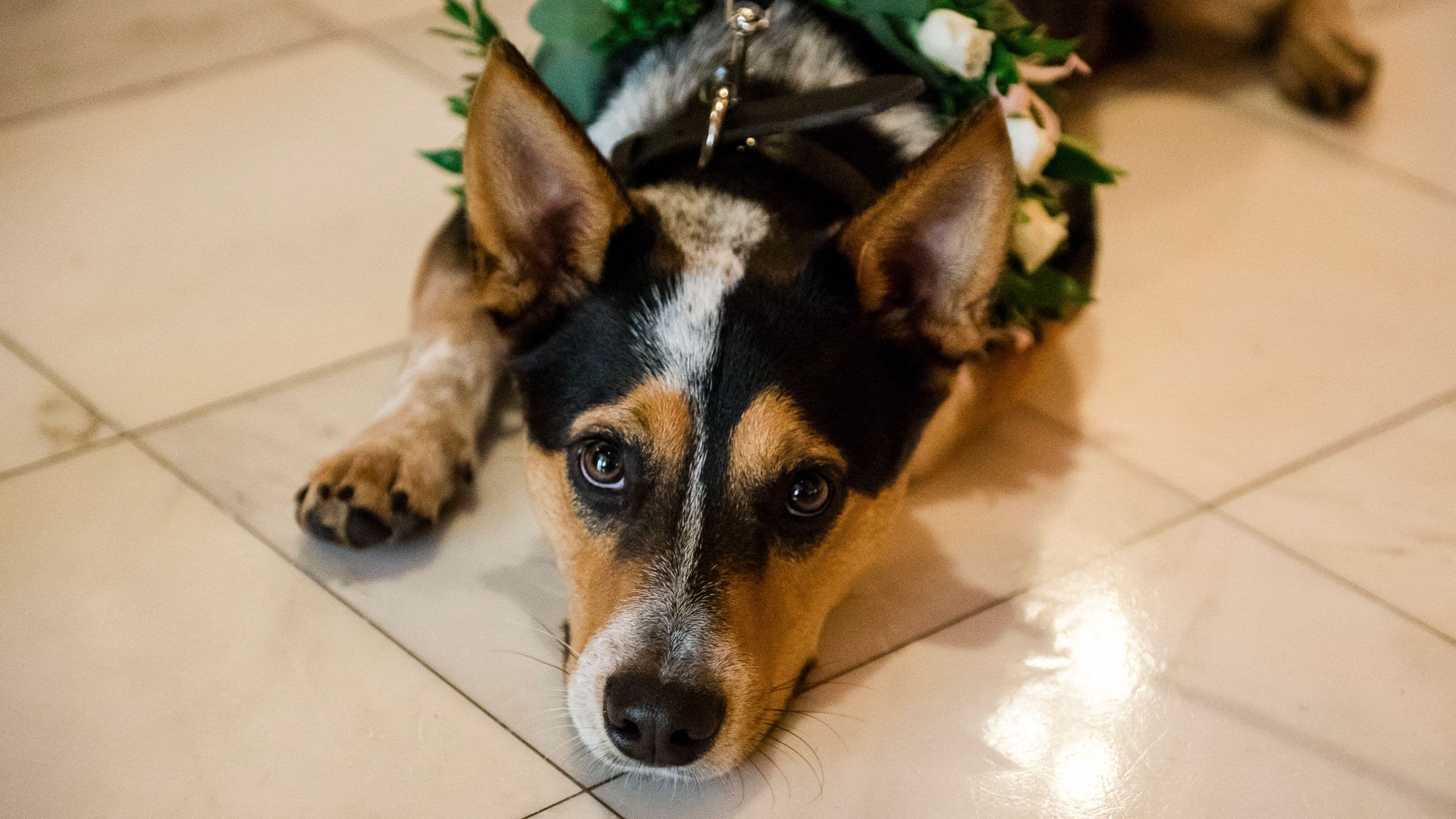 The Driskill Wedding Dog