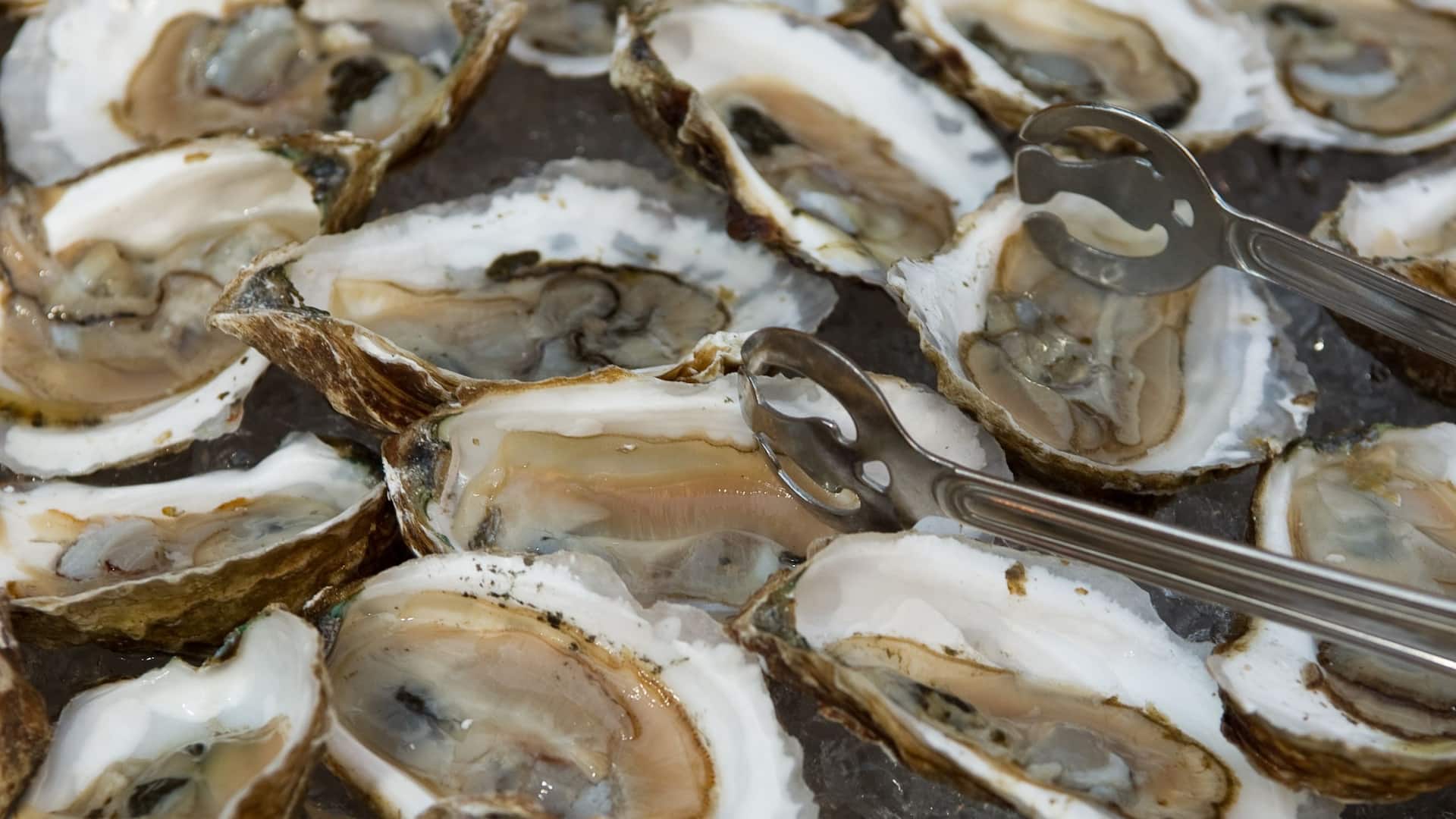 Hyatt Regency Boston Oysters