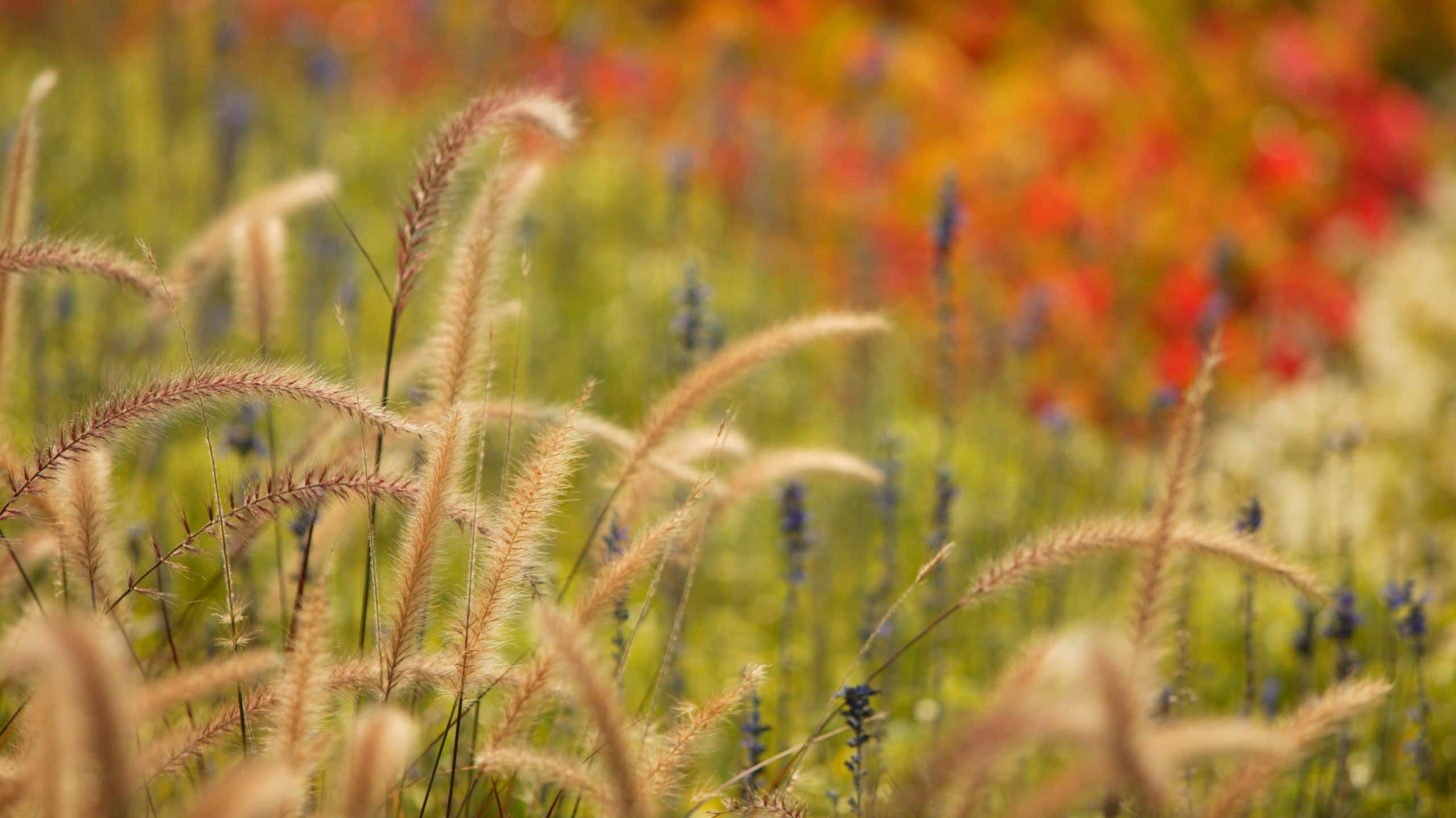 Hyatt Regency Chesapeake Bay Golf Resort, Spa and Marina Plants