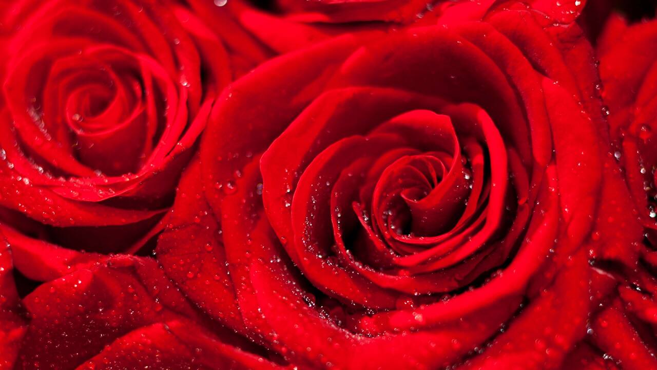 Rose for Valentine