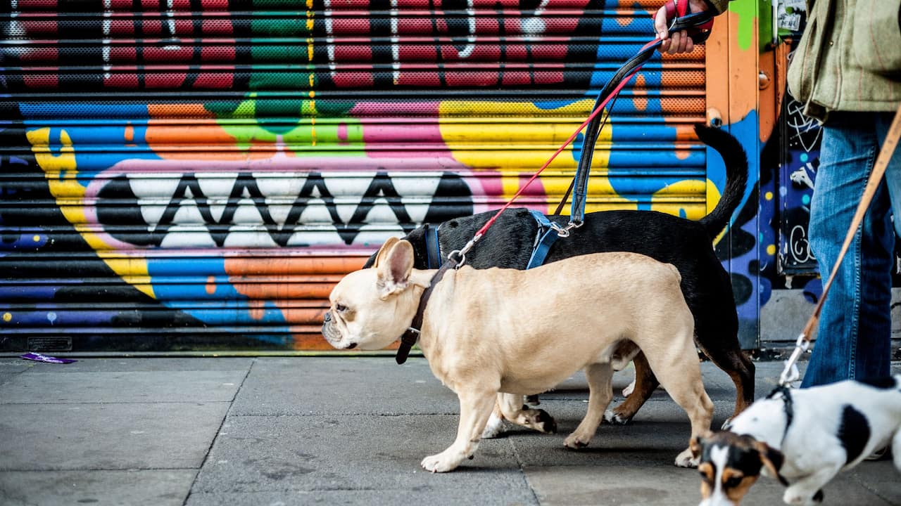 Dogs walking East London | Andaz London Liverpool Street