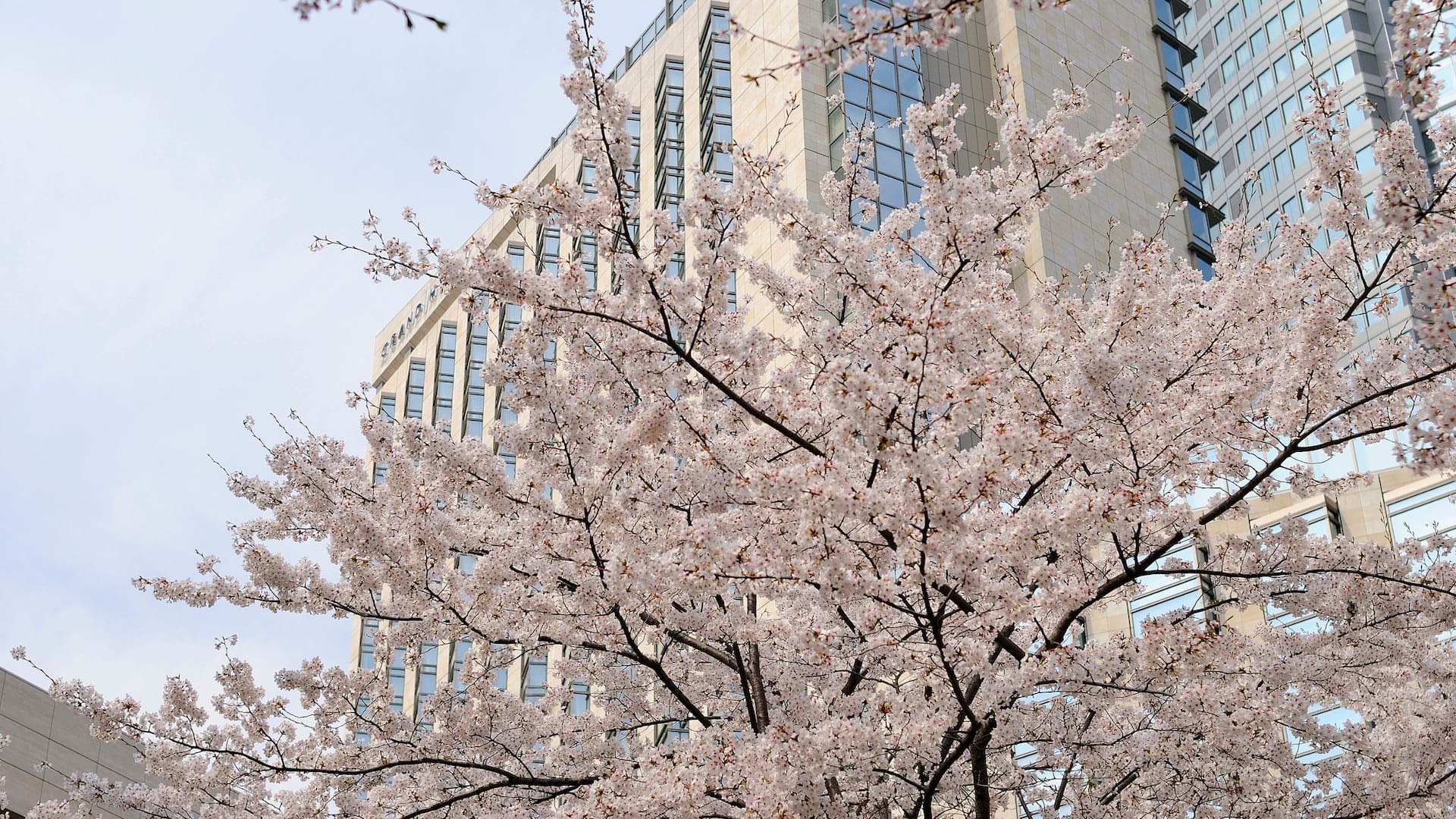 Grand Hyatt Tokyo Sakura Tree