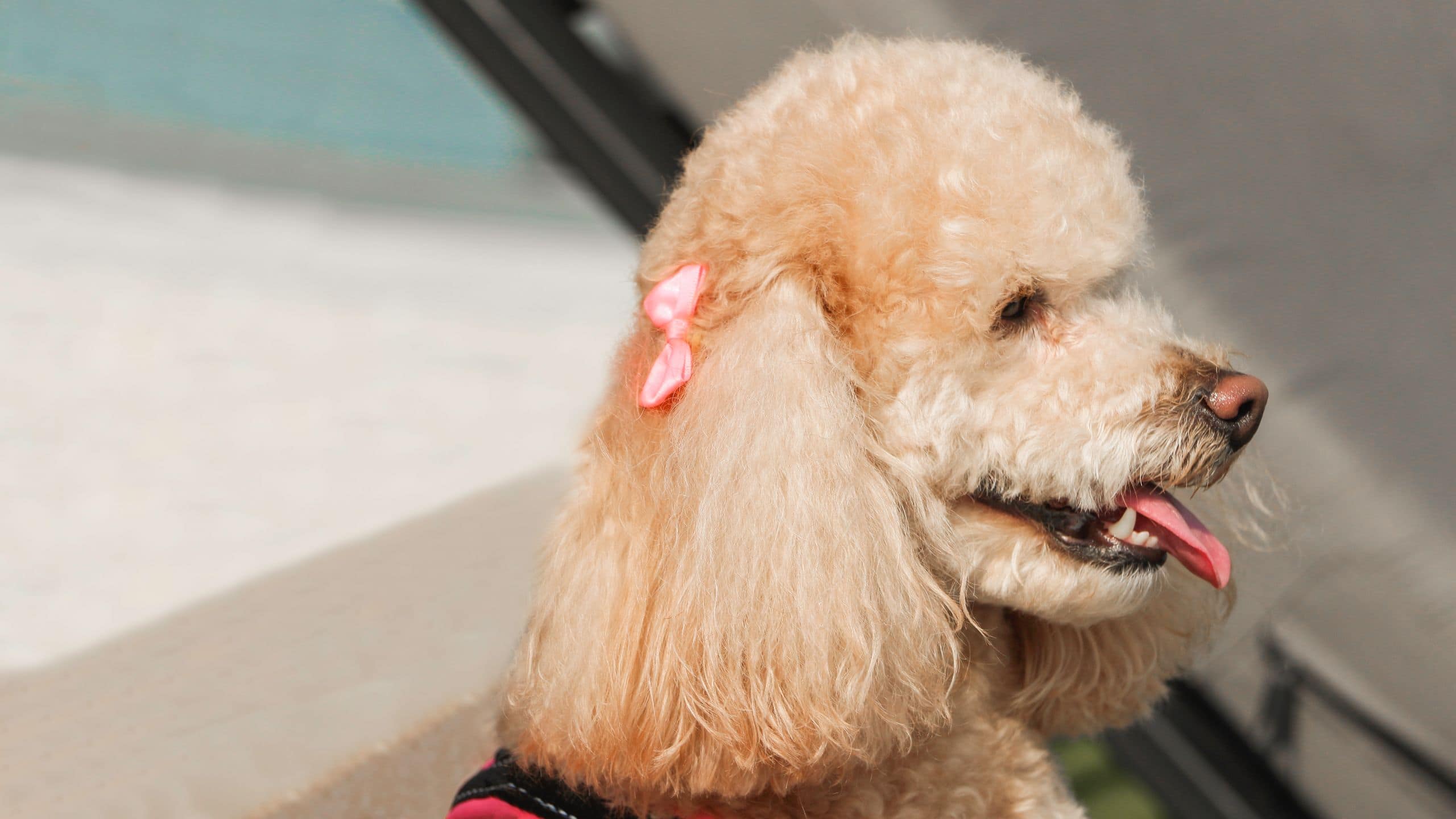 Hyatt Centric Guatemala City Pet Friendly