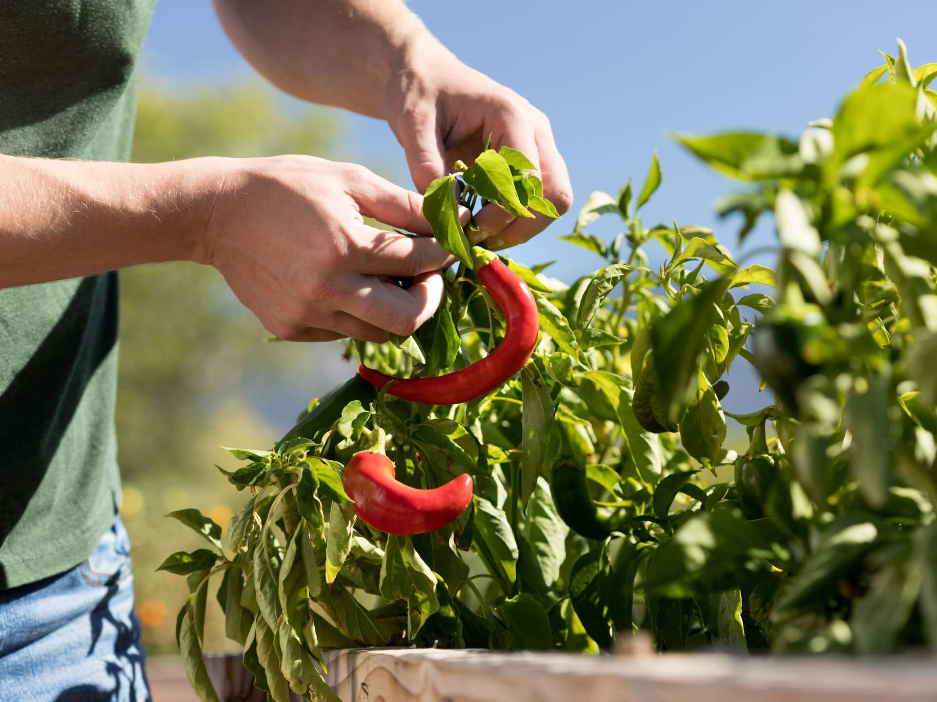 Hyatt Regency Tamaya Resort and Spa Garden