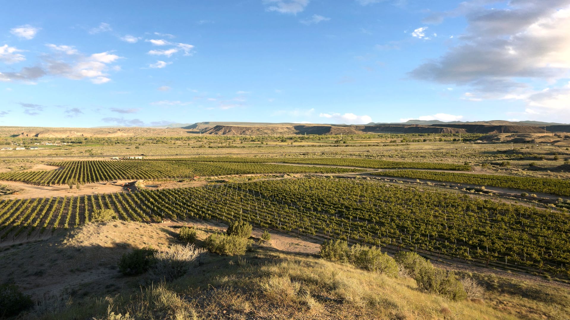 Hyatt Regency Tamaya Resort and Spa Vineyard