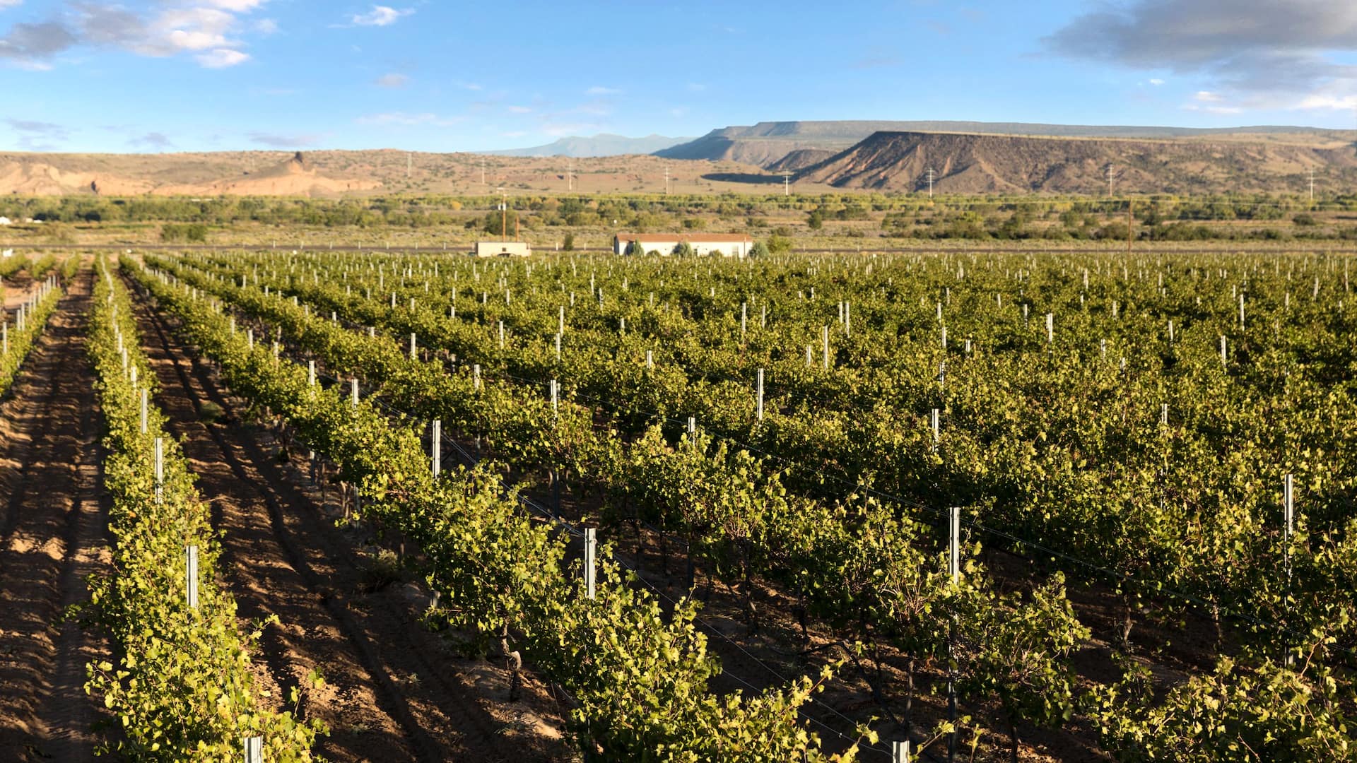 Hyatt Regency Tamaya Resort and Spa Vineyard Row Detail