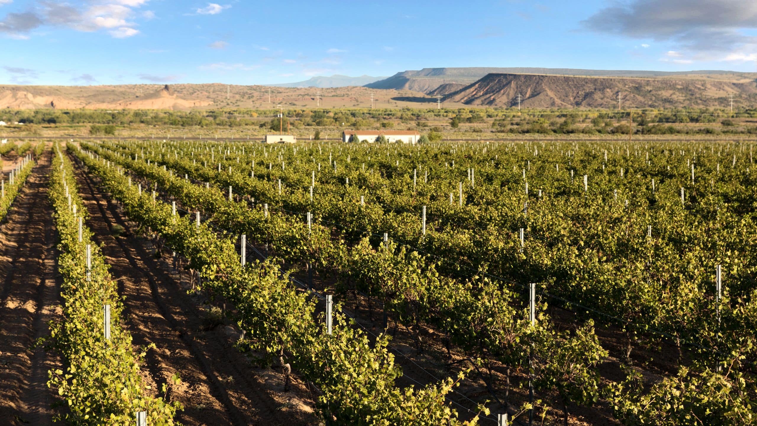 Hyatt Regency Tamaya Resort and Spa Vineyard Row Detail