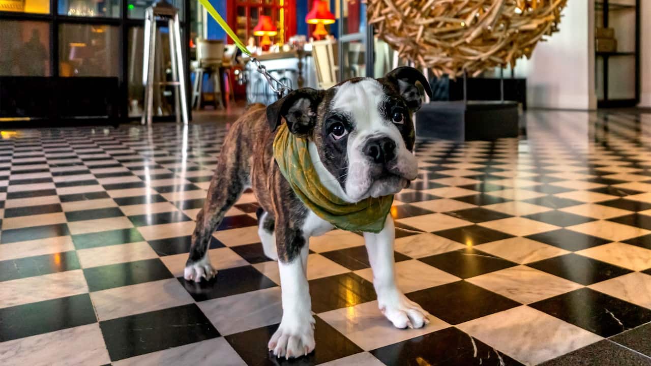Lobby Pet Friendly