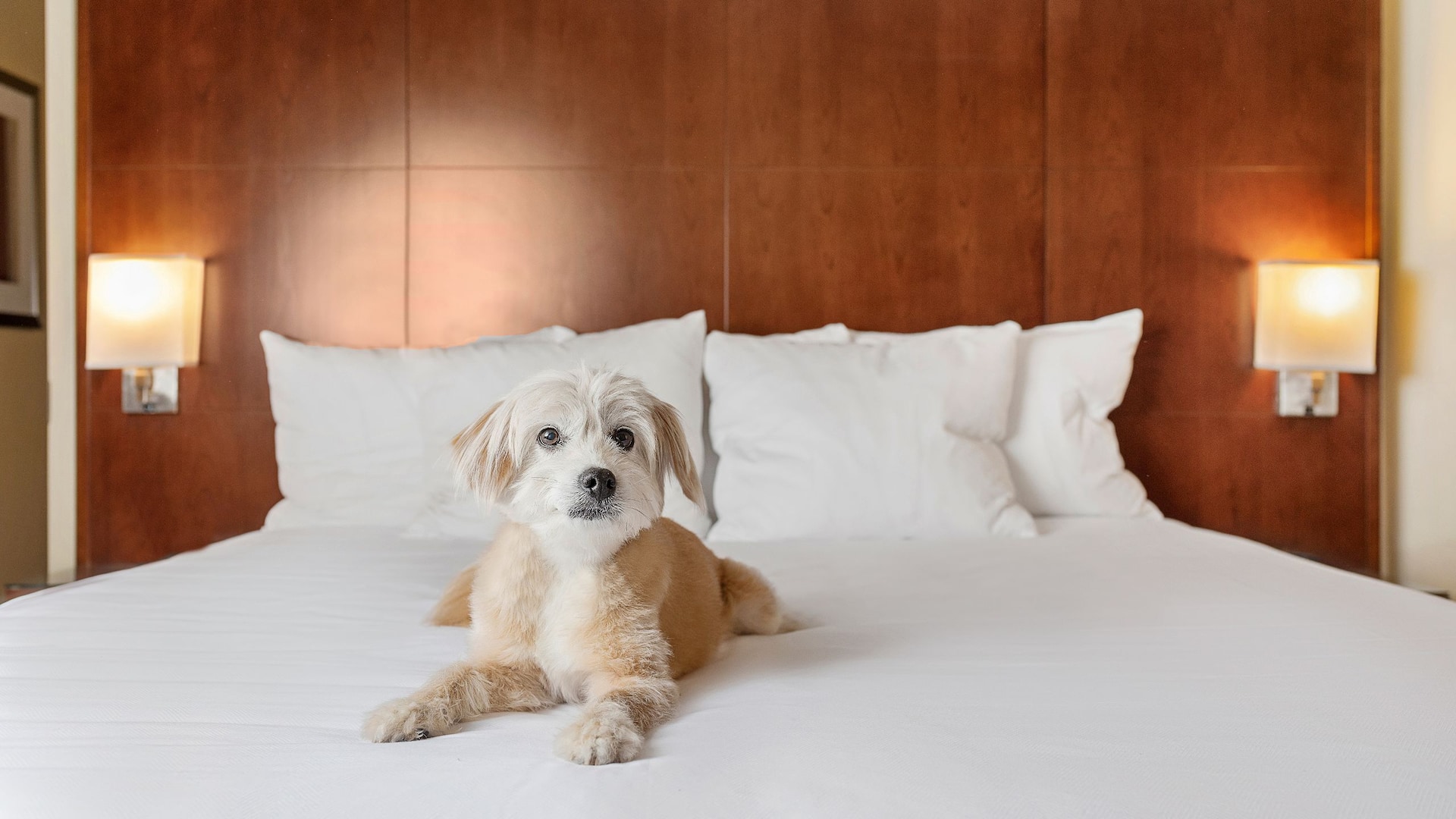 Hyatt Regency Houston Pet Friendly Guestroom