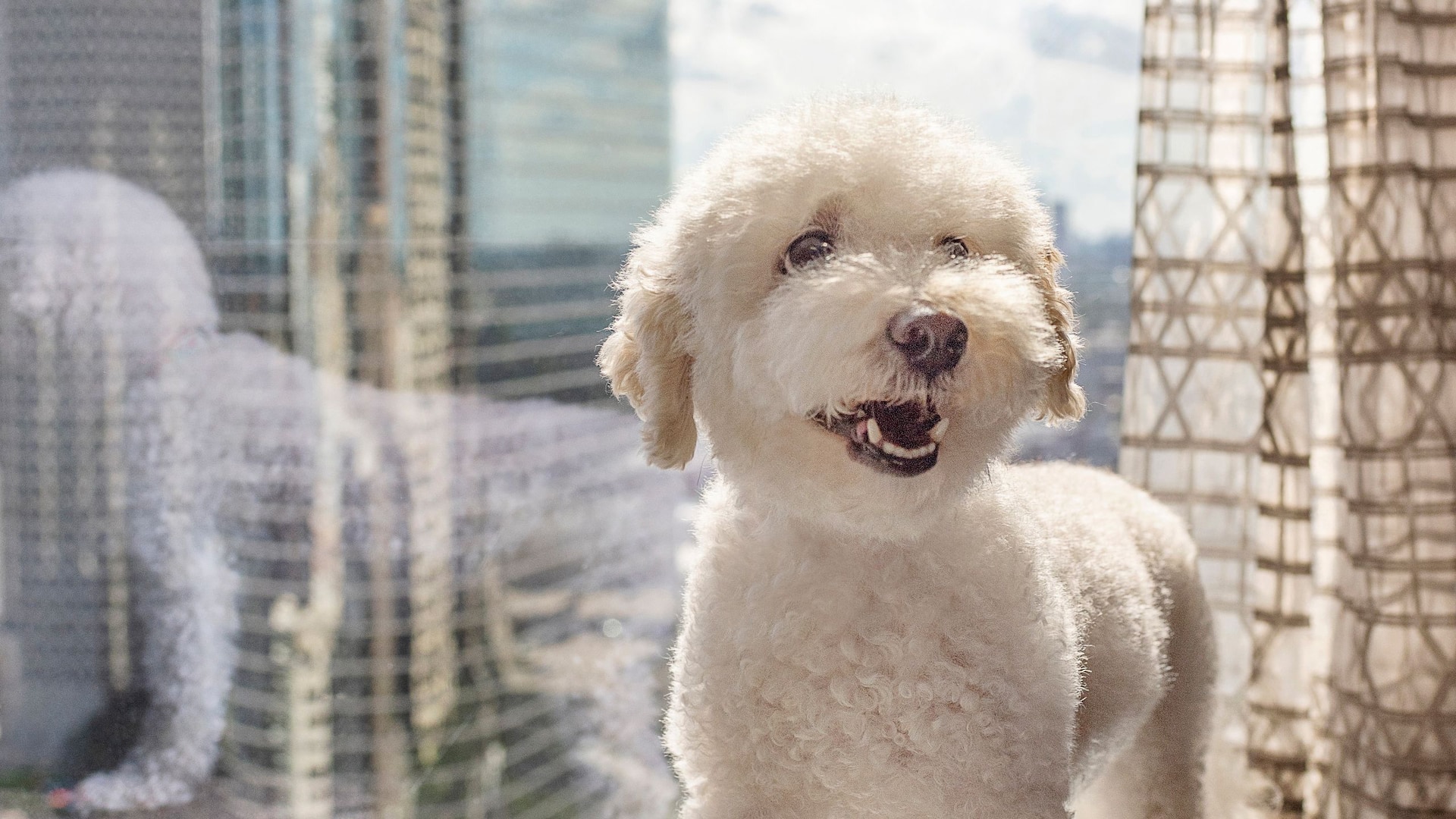 Hyatt Regency Houston Pet Friendly Guestroom