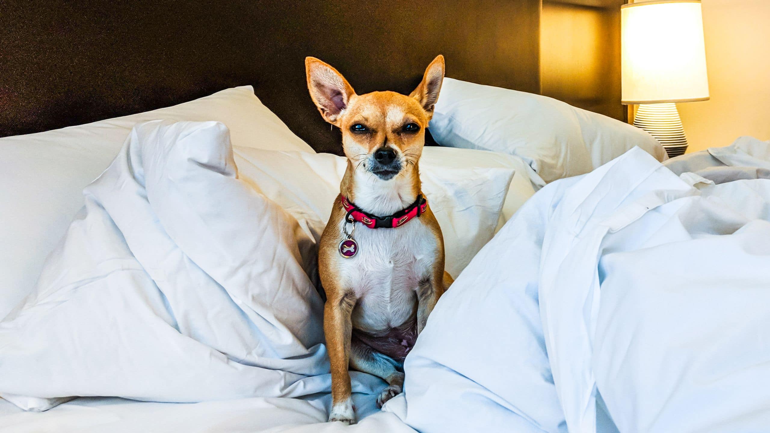 Hyatt Centric Chicago Magnificent Mile Guestroom Dog