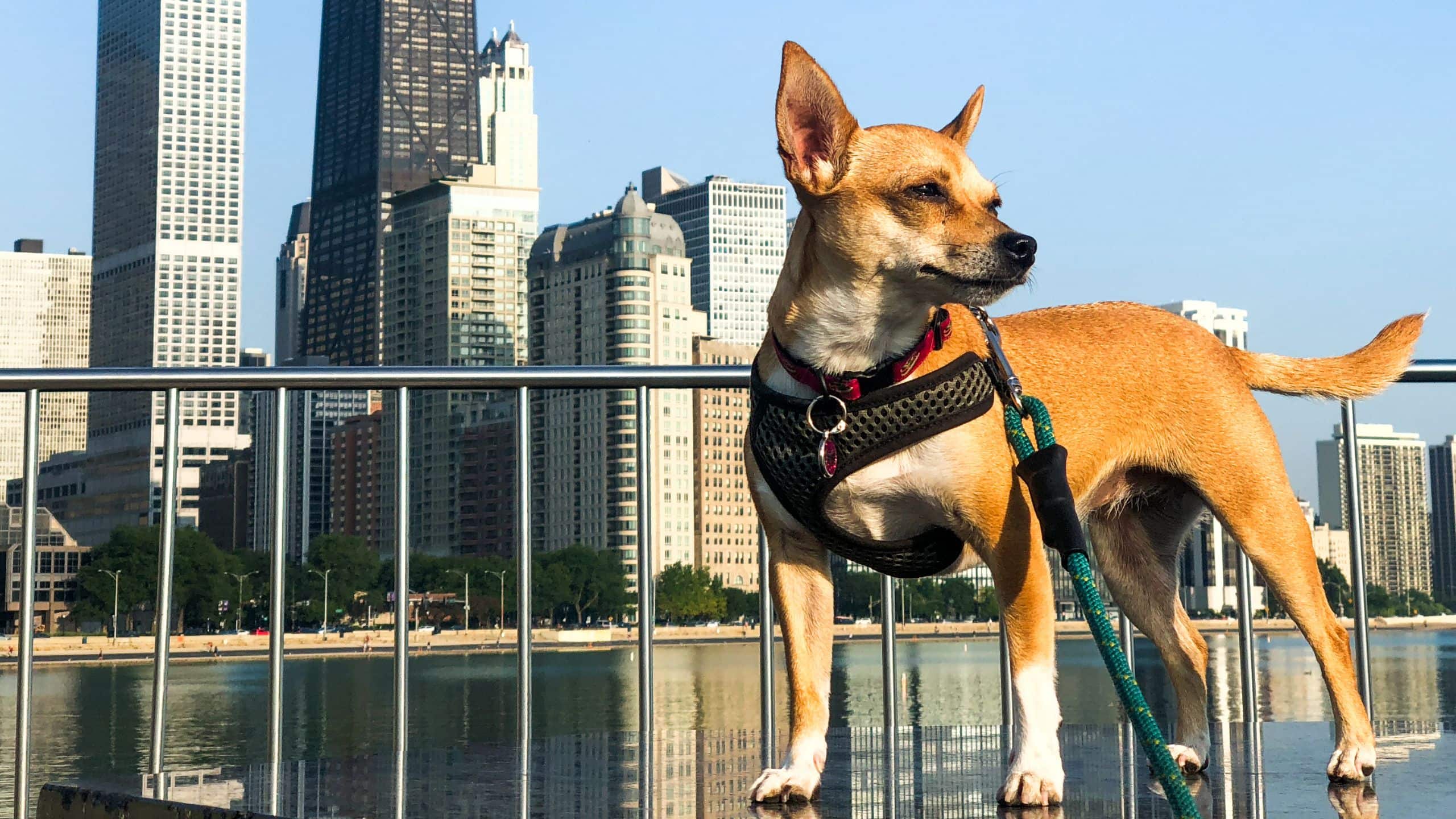 Hyatt Centric Chicago Magnificent Mile Olive Park Dog