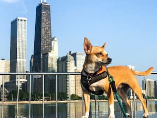 Hyatt Centric Chicago Magnificent Mile Olive Park Dog