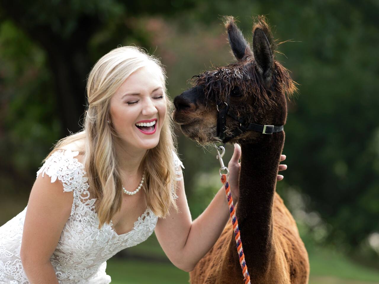 Wedding Alpaca