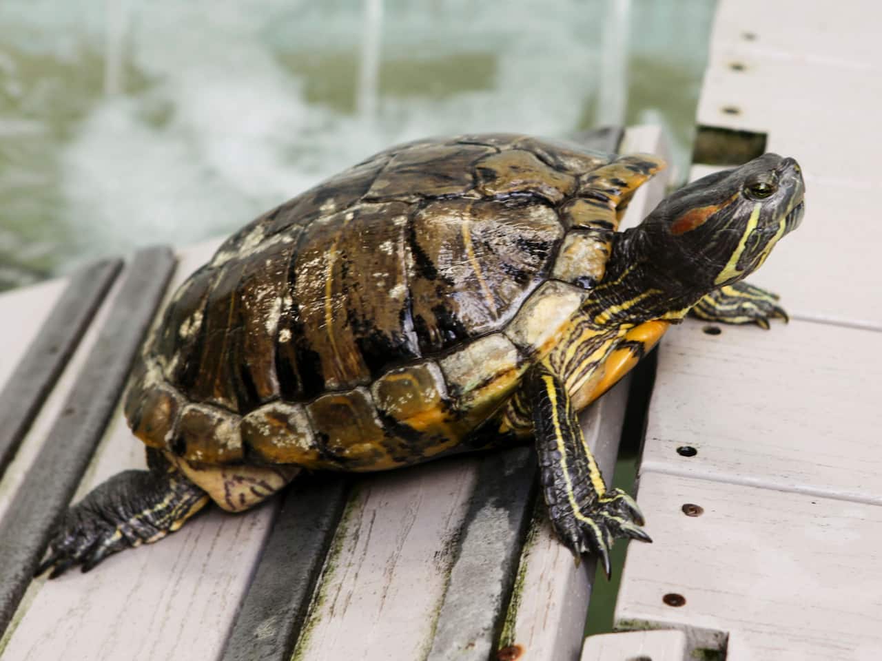 Turtle