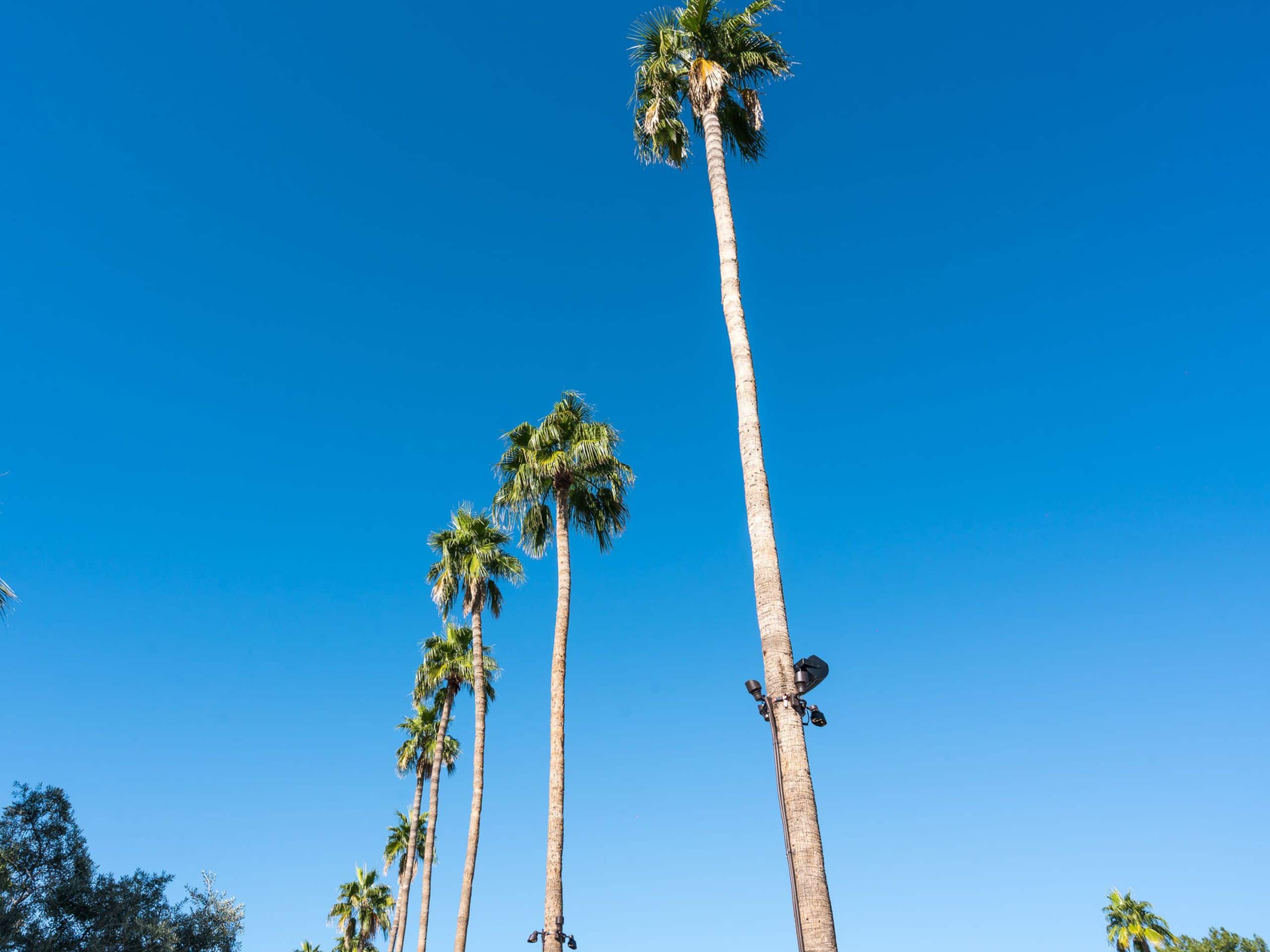 Andaz Scottsdale Resort & Bungalows Palms
