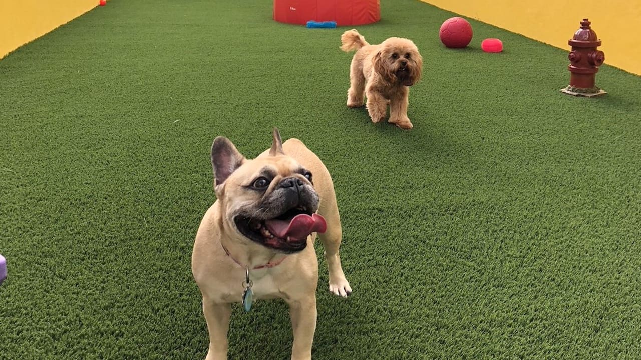 Wooftop Park