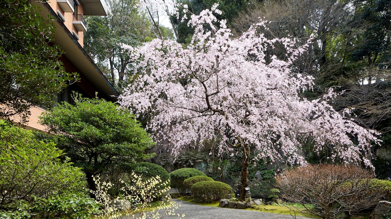 Hyatt Regency Kyoto Sakura Japanese Garden