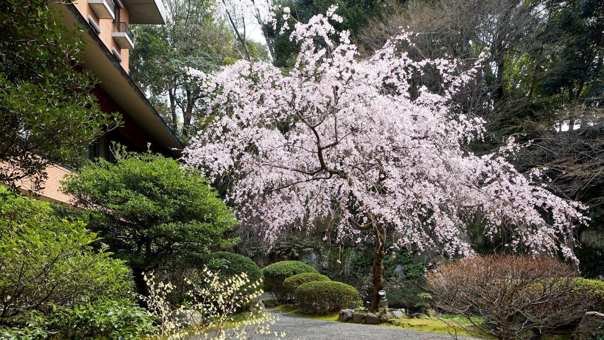 6/6 Hyatt Regency Kyoto Sakura Japanese Garden