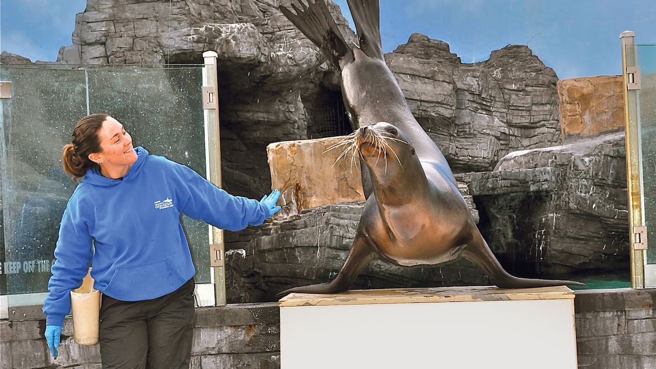 Long Island Aquarium Sea Lion Show