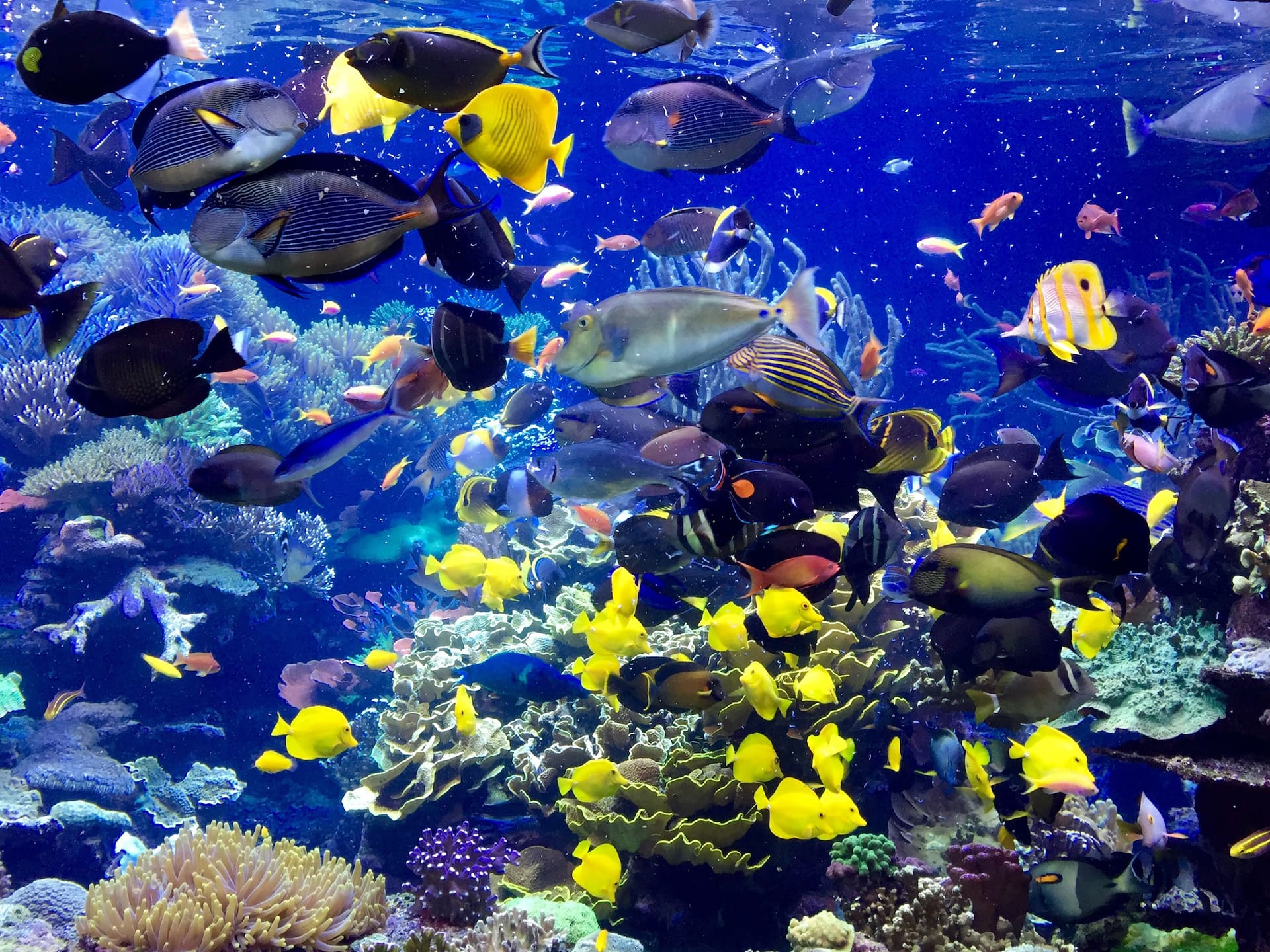 Hyatt Place Long Island/East End Long Island Aquarium Exhibit