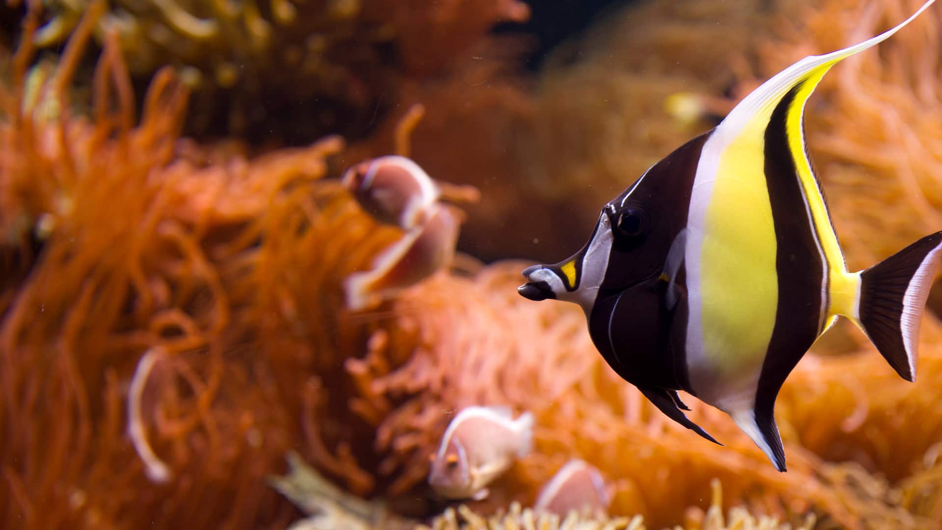 Hyatt Place Long Island/East End Long Island Aquarium Exhibit