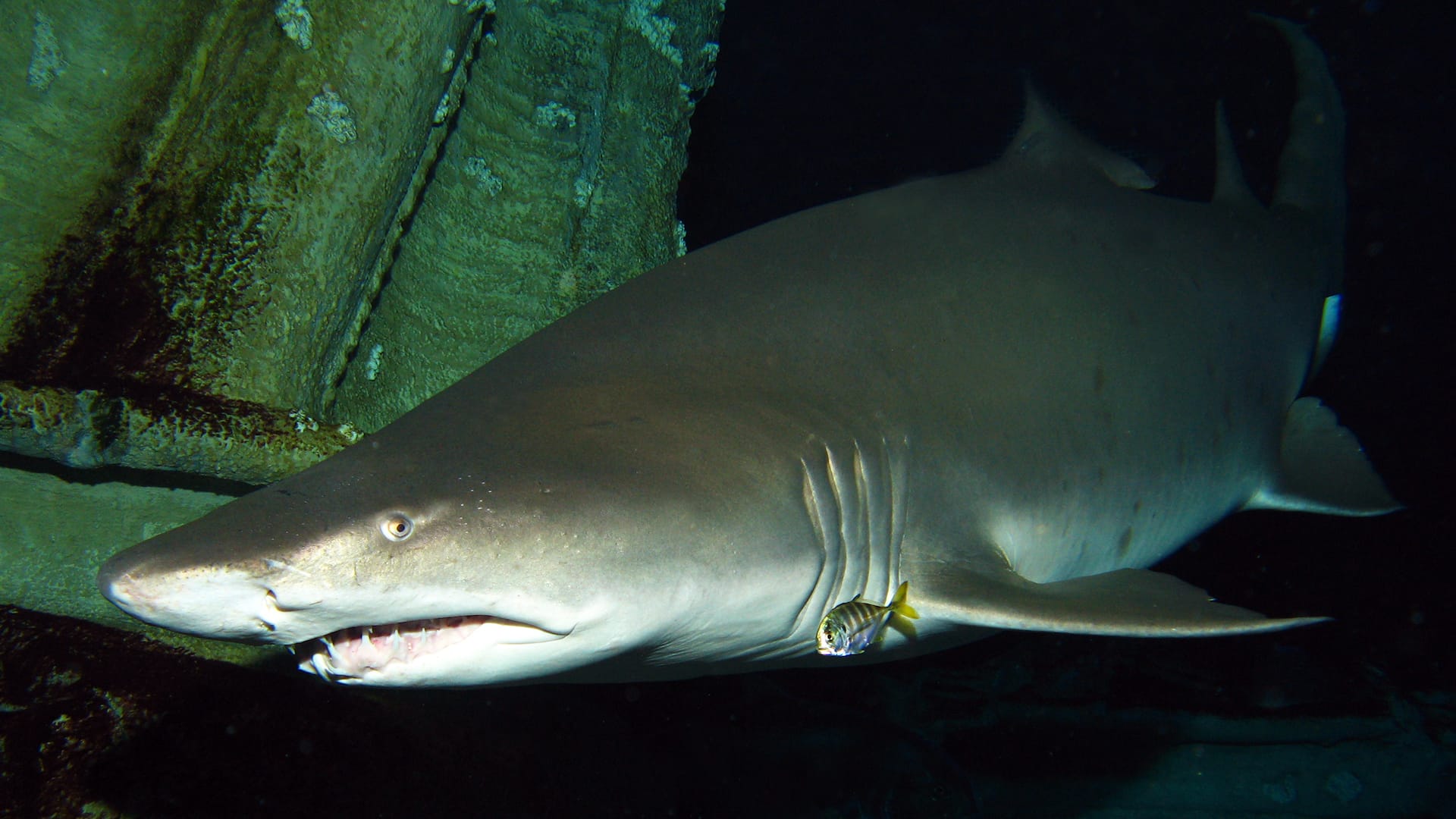 Hyatt Place Long Island/East End Long Island Aquarium Shark