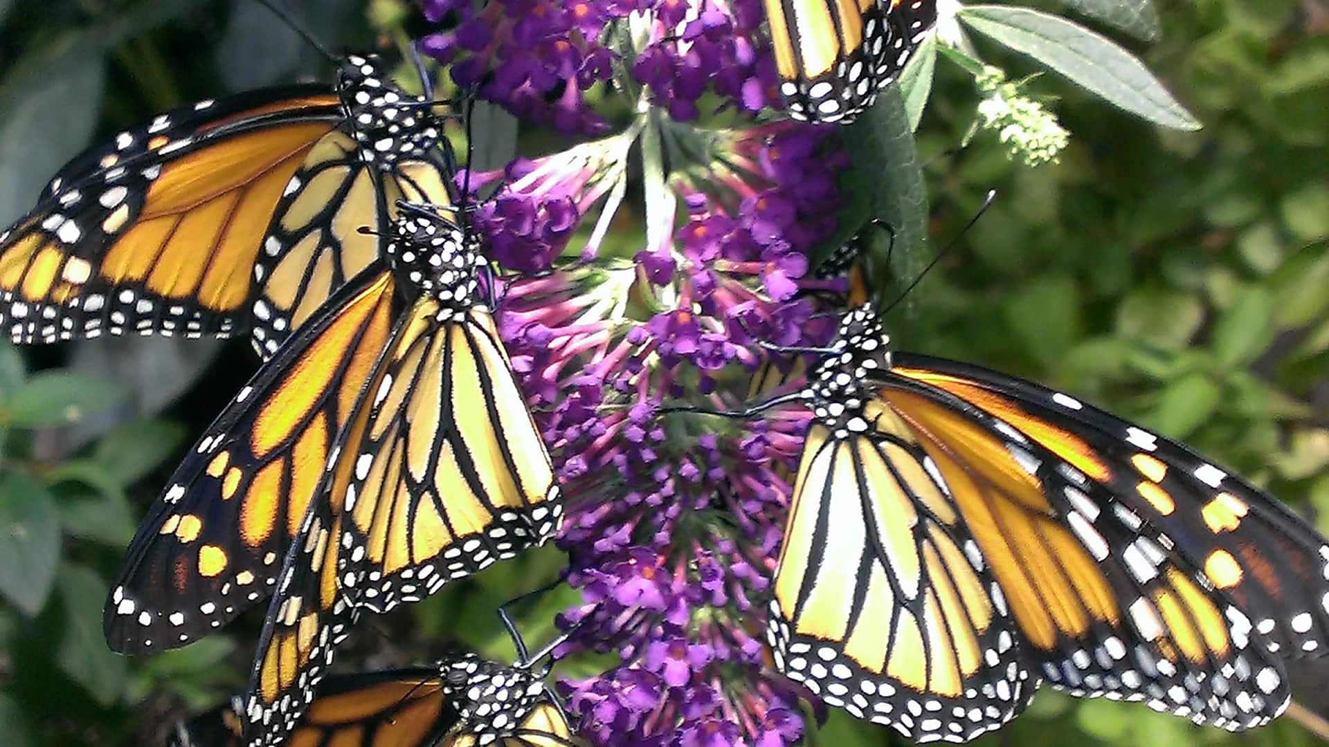 Hyatt Place Long Island/East End Long Island Aquarium Butterflies