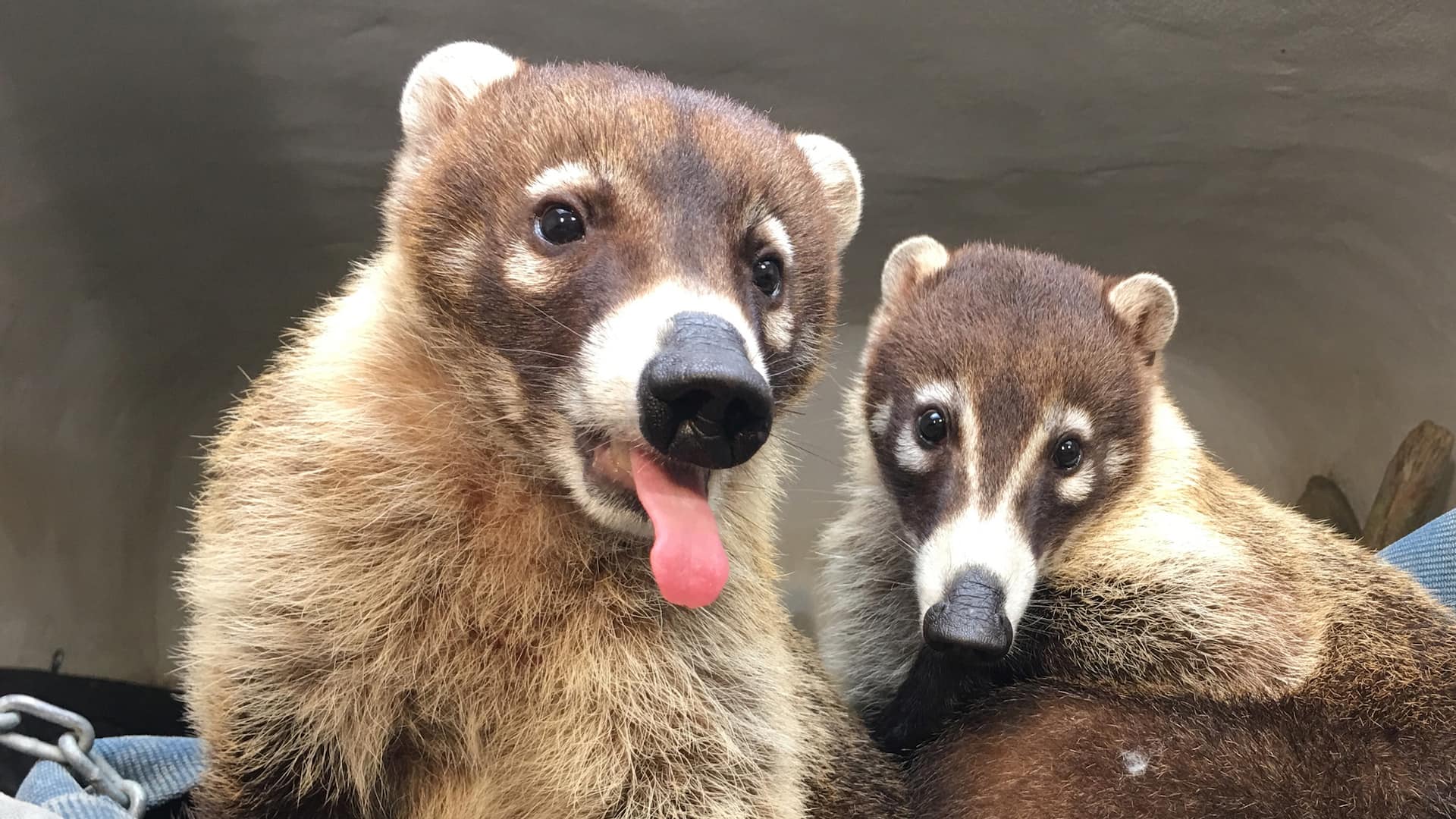 Hyatt Place Long Island/East End Long Island Aquarium Coati