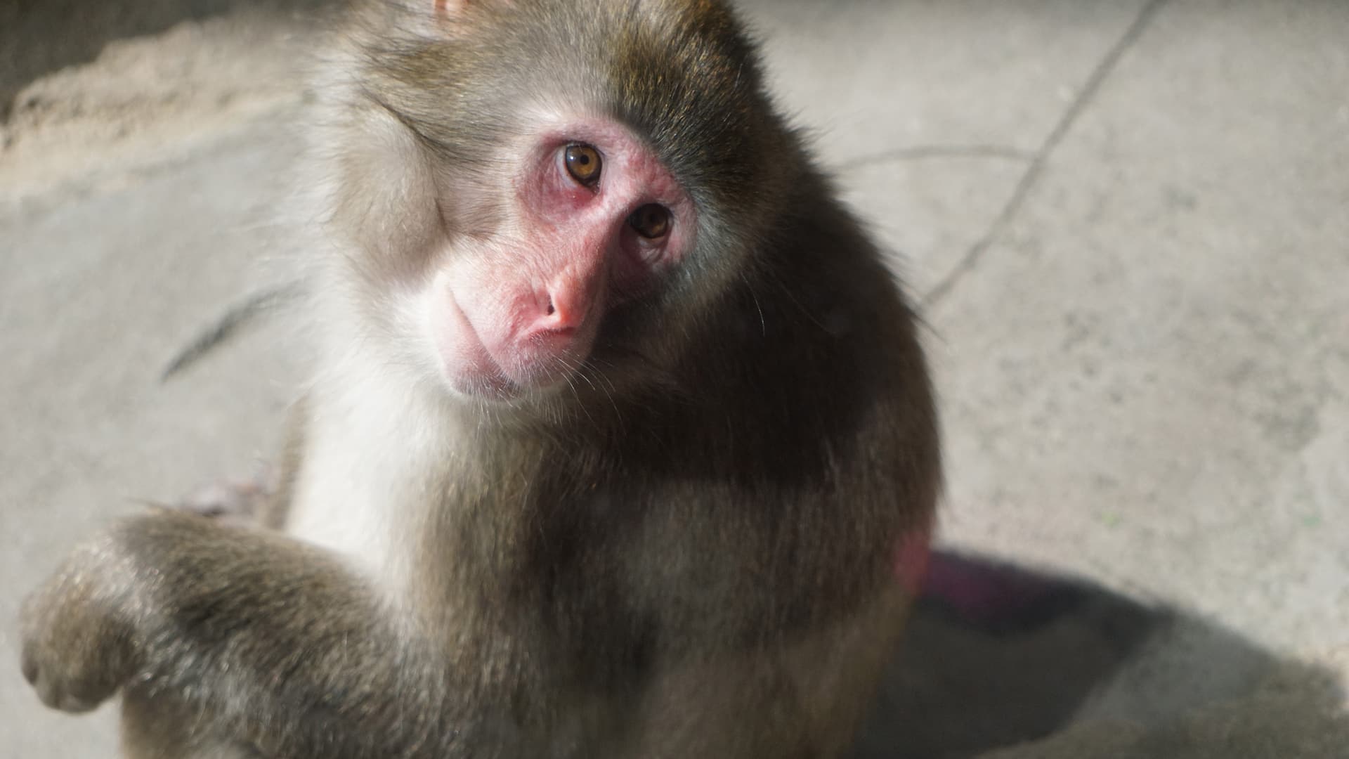 Hyatt Place Long Island/East End Long Island Aquarium Snow Monkey
