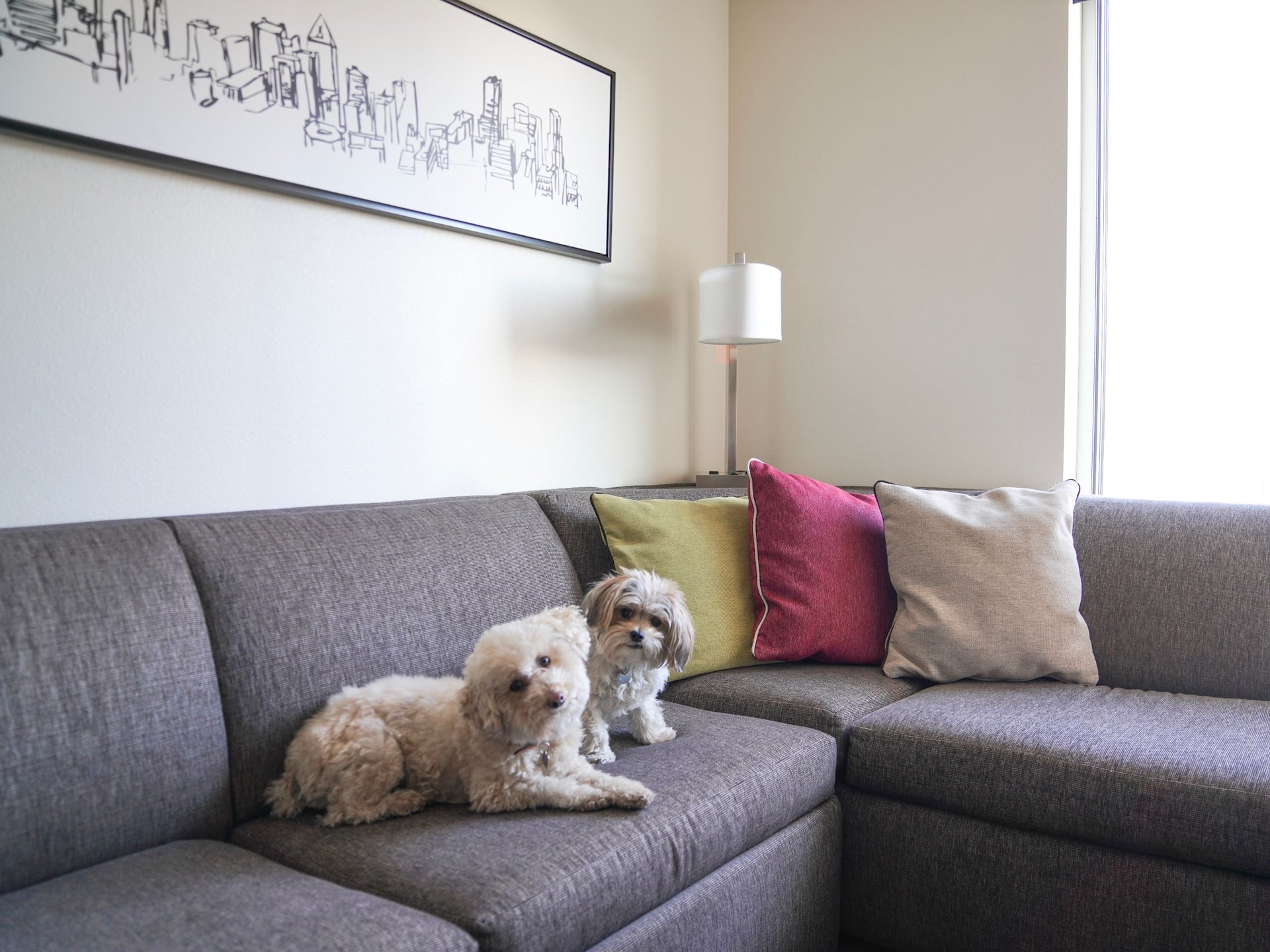 Hyatt House HH_P322 Dogs Sitting on Couch