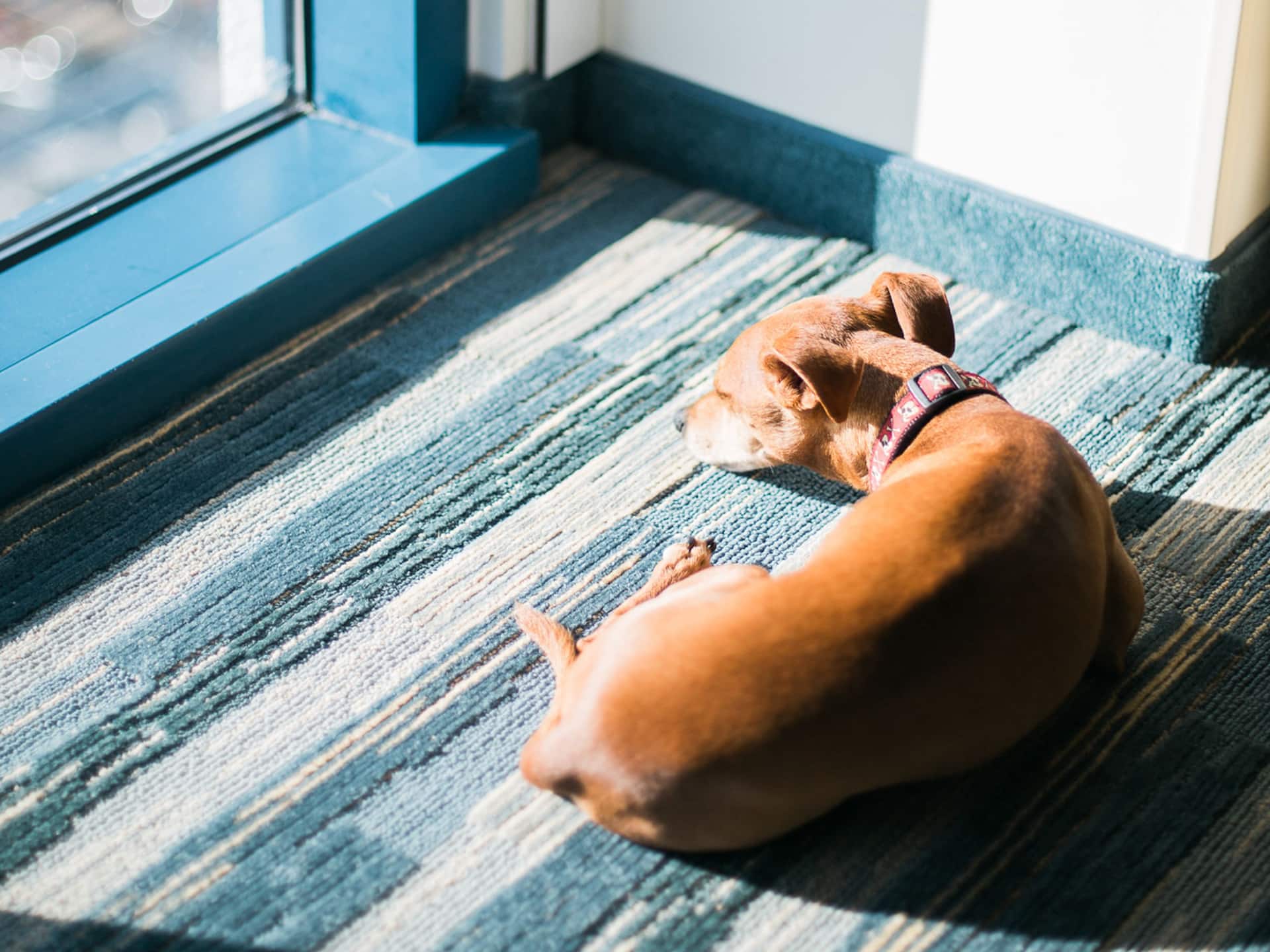 Hyatt House HH_P468 Dog by Window