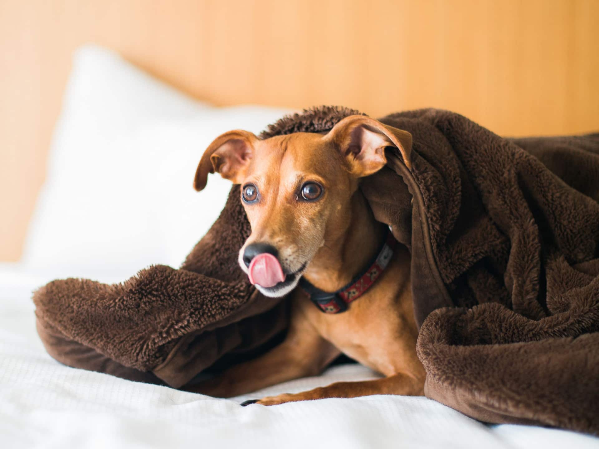 Hyatt House HH_P470 Dog on Bed