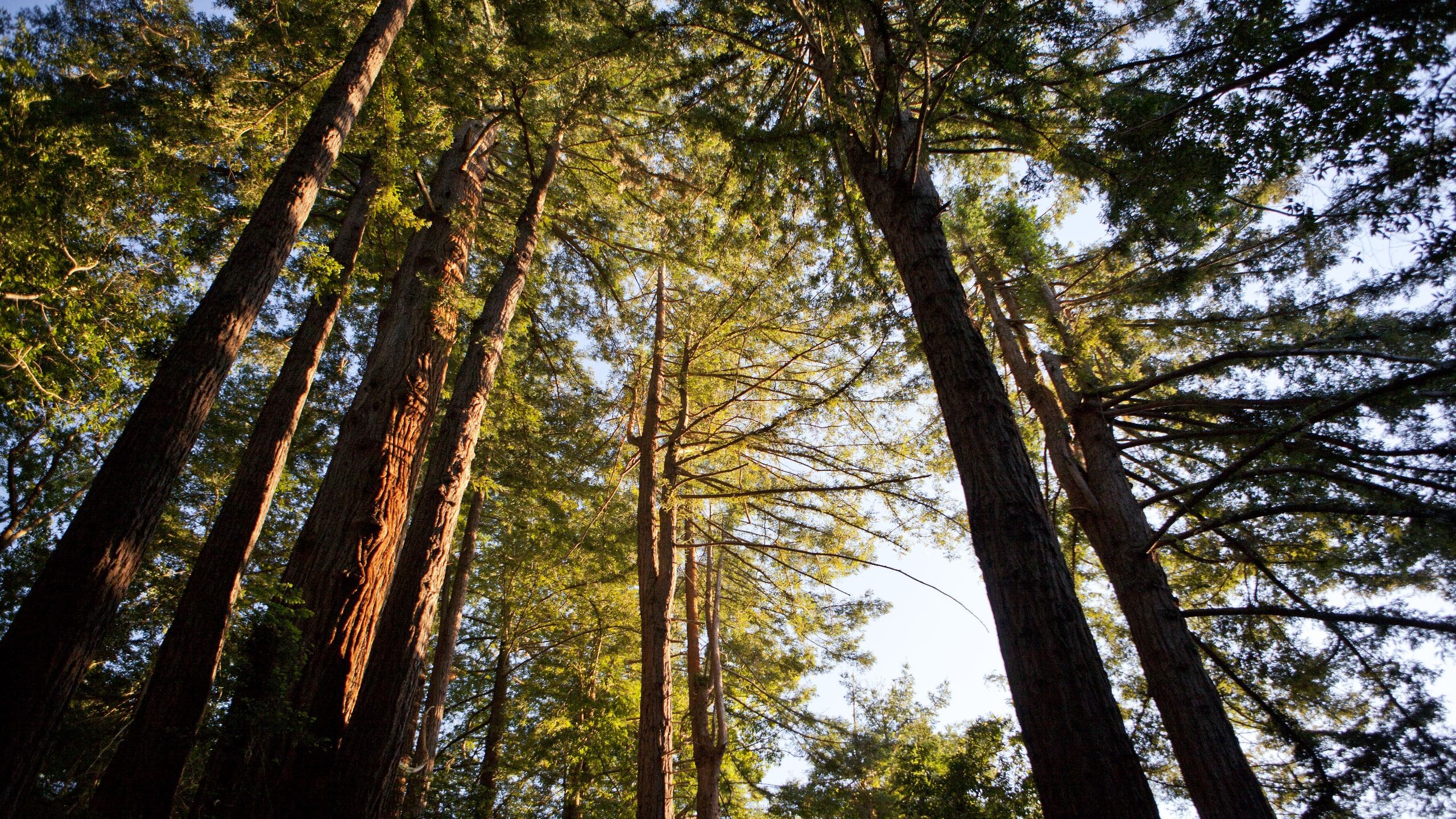 Alila Ventana Big Sur Redwoods