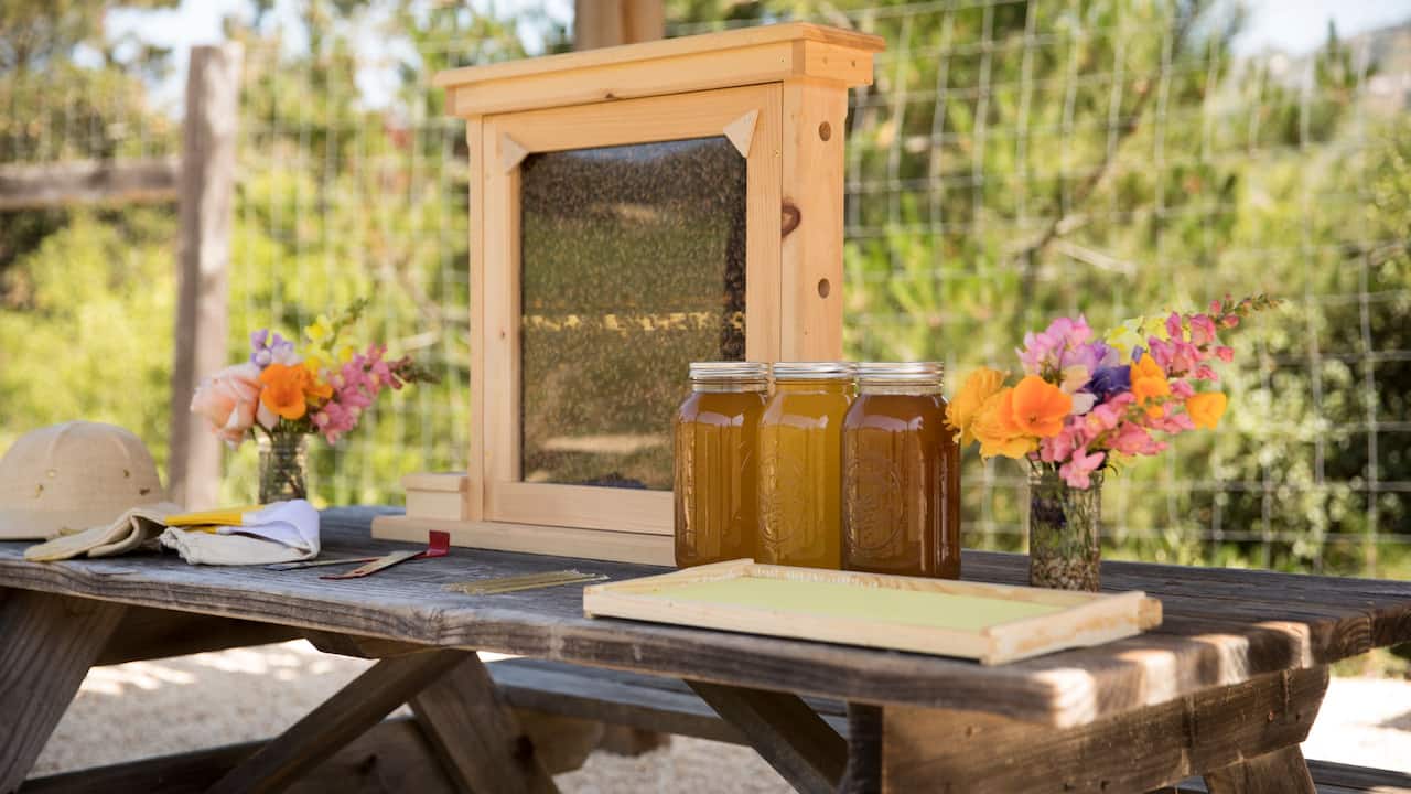 Honey harvesting with beehive and jars of honey