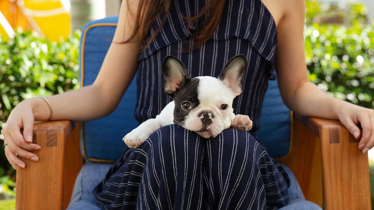 Puppy Backyard at The Confidante Miami Beach