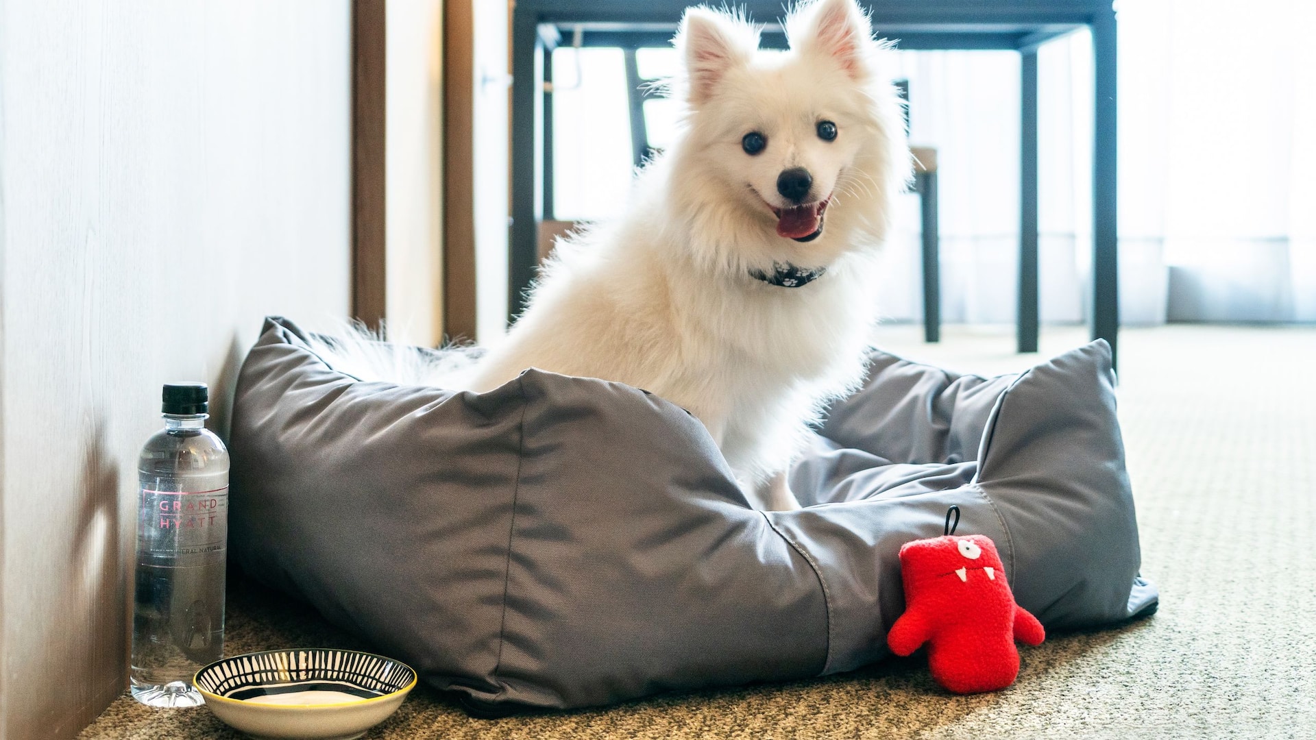 Grand Hyatt Bogotá Pet Friendly Room