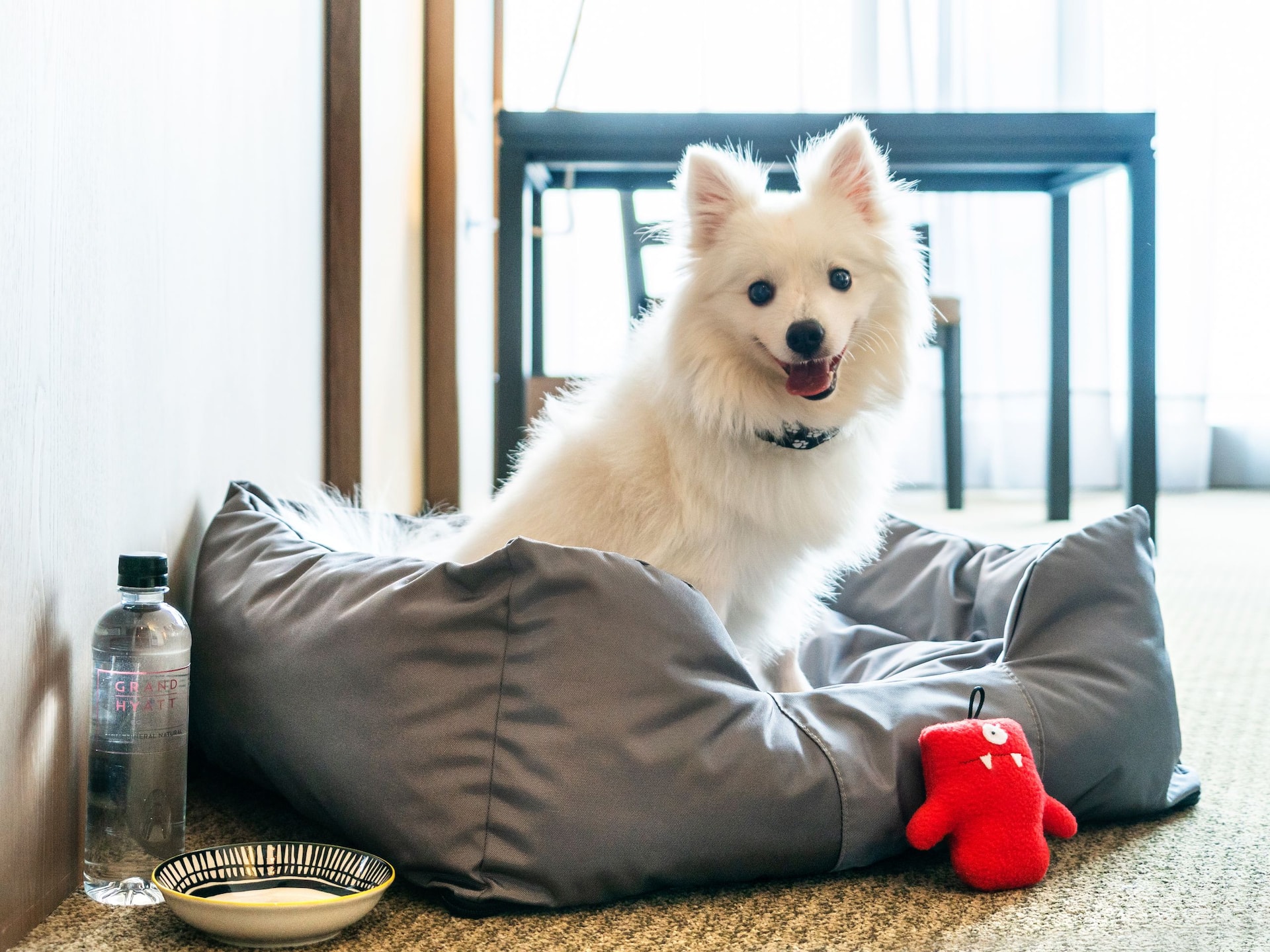 Grand Hyatt Bogotá Pet Friendly Room
