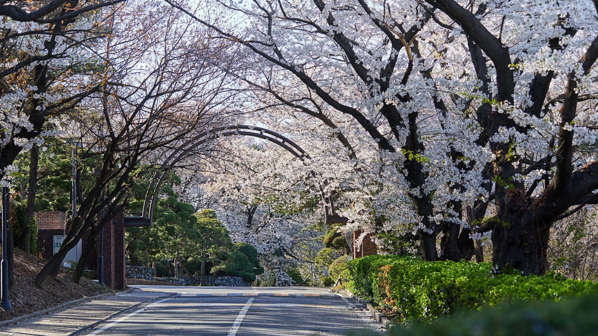 Grand Hyatt Seoul Cherry Blossom Road