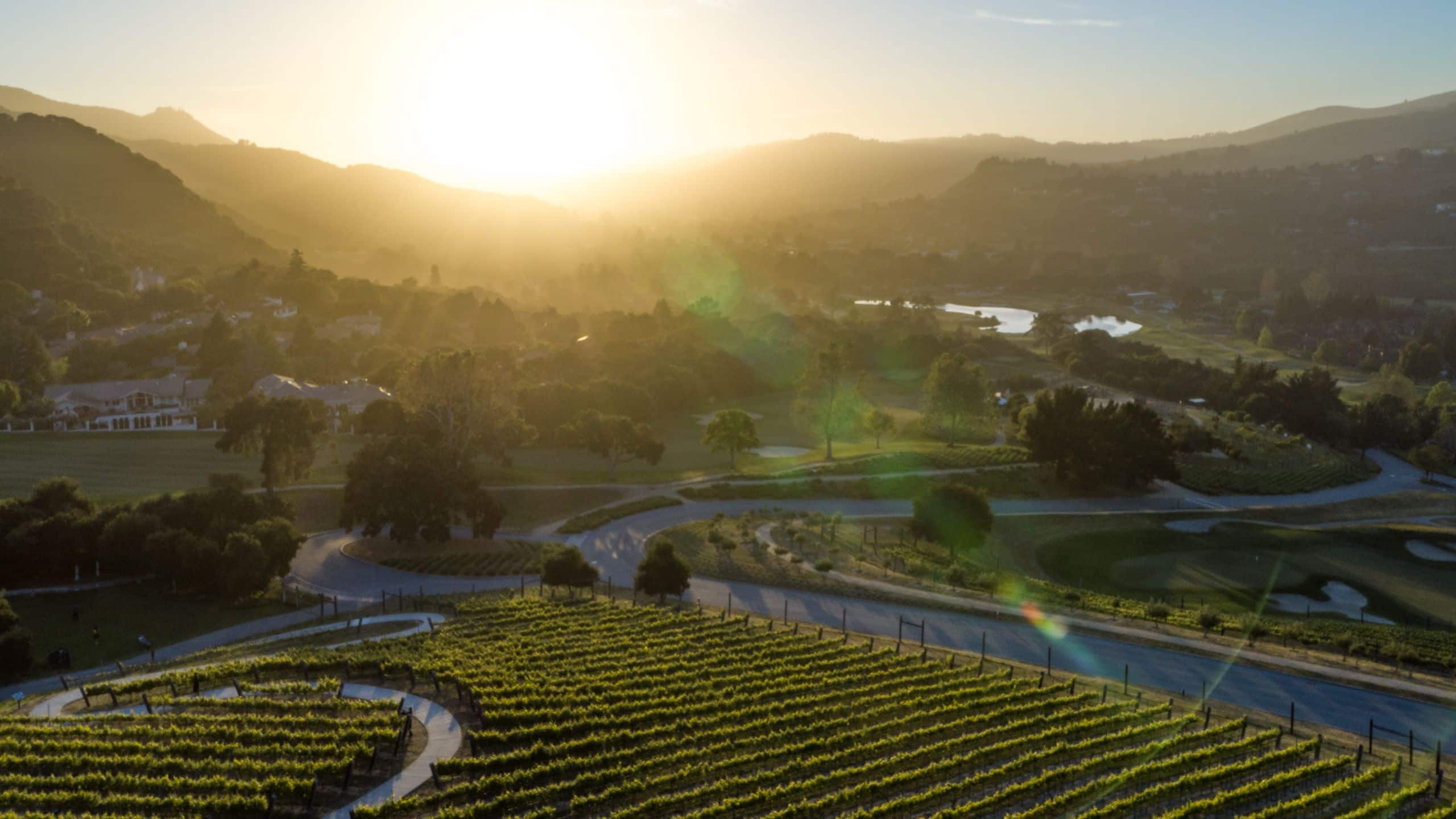 Carmel Valley Ranch Vineyard